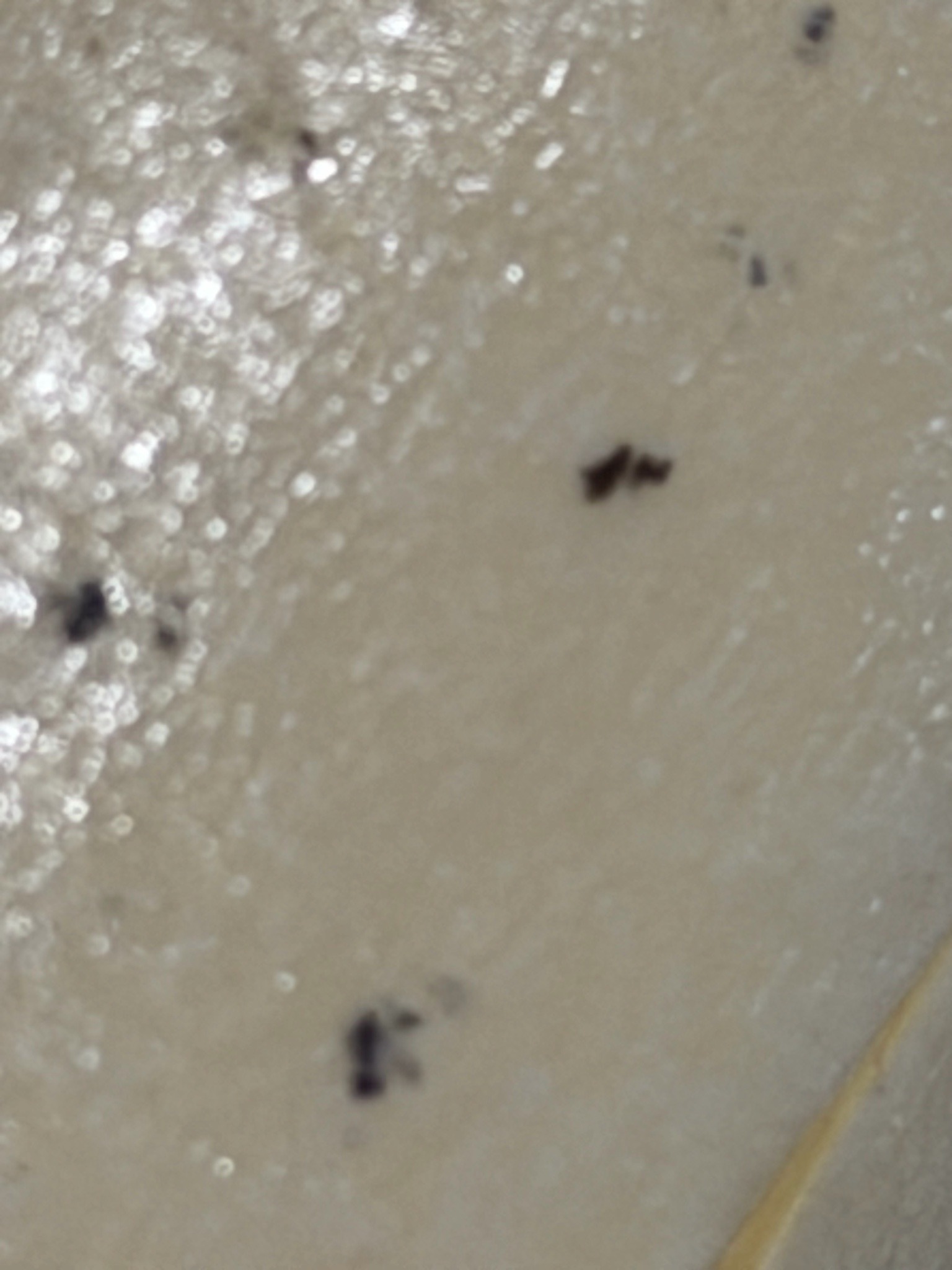 Unidentifiable (likely insect debris or droppings, such as flea dirt)