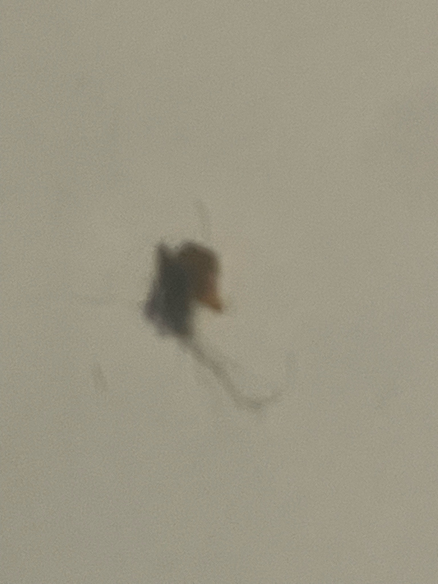 Unidentifiable (Likely Lint, Debris, or Casebearing Clothes Moth Larva Case)
