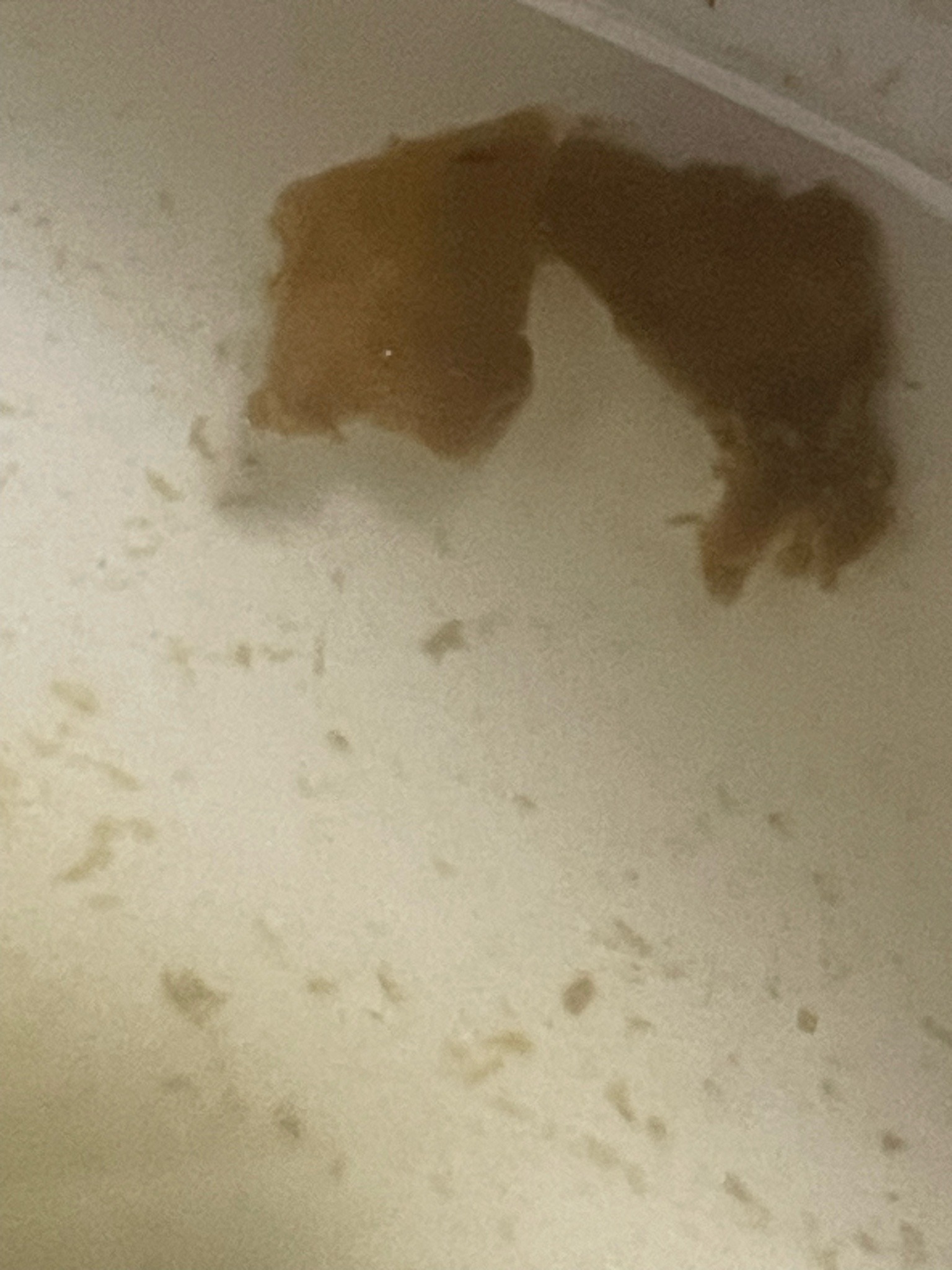 Unidentifiable (Non-insect matter or debris)