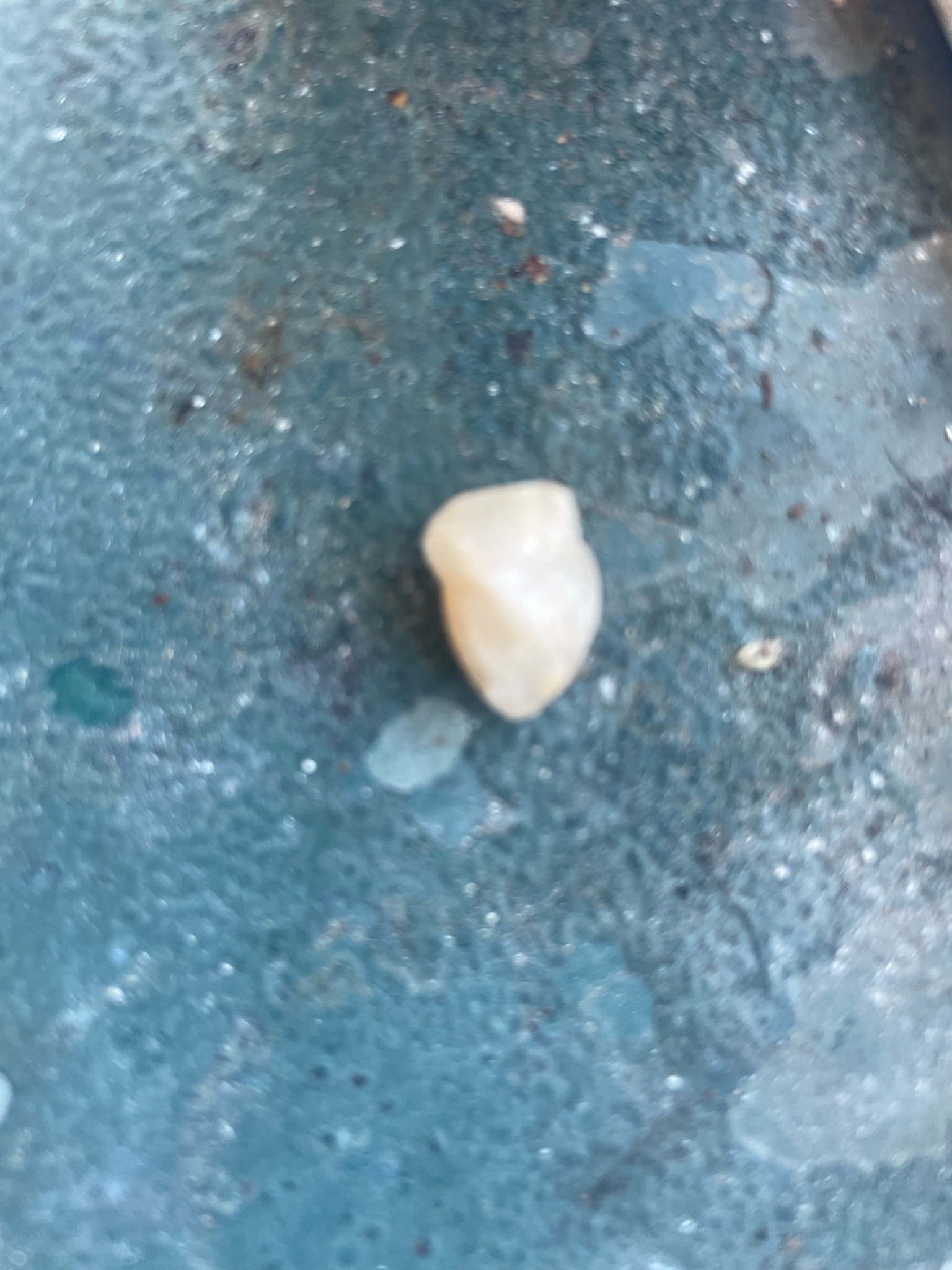 Unidentifiable (Object appears non-insect/pebble-like or extremely out of focus)