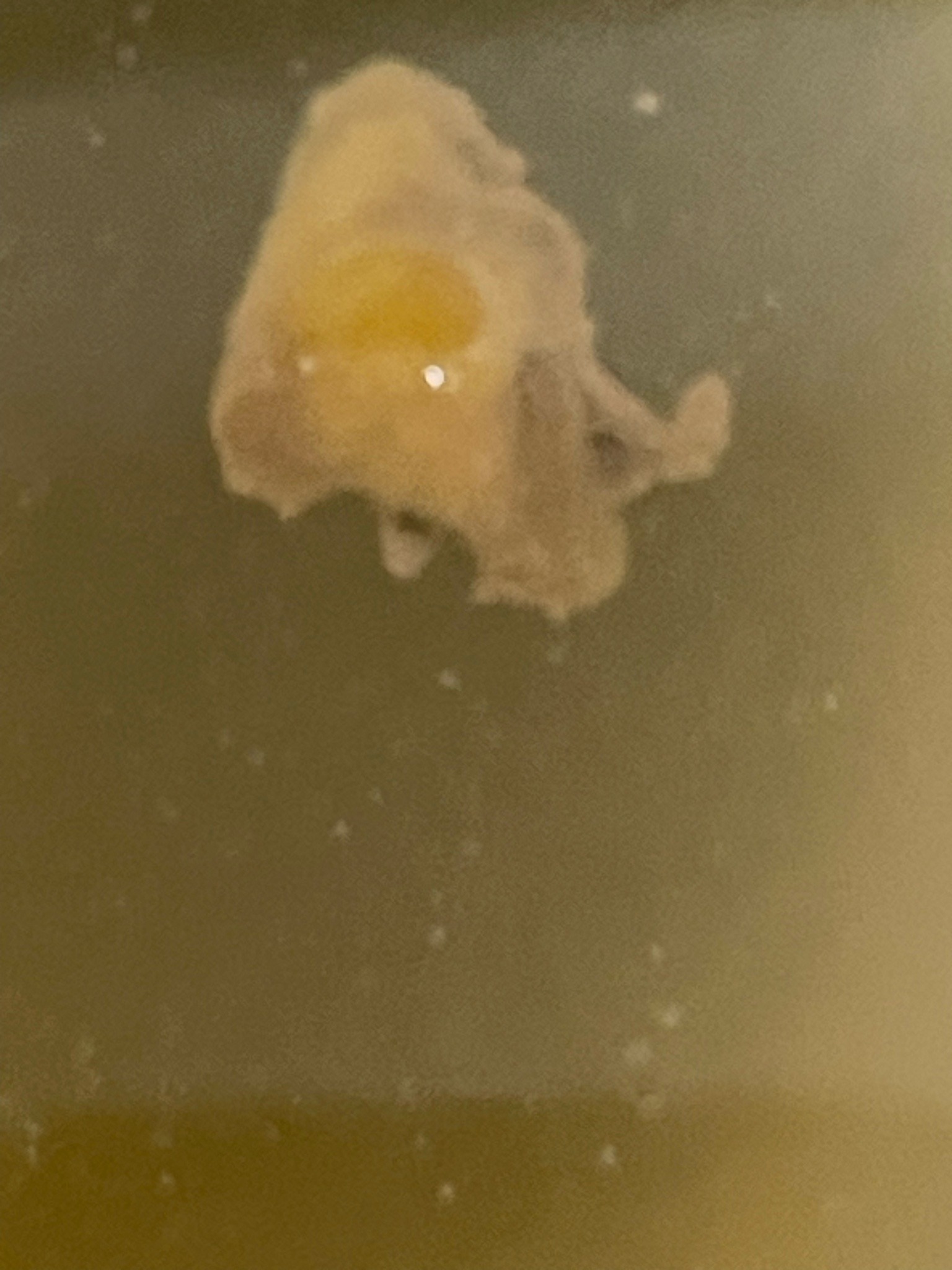 Unidentifiable organic material (Not an insect)