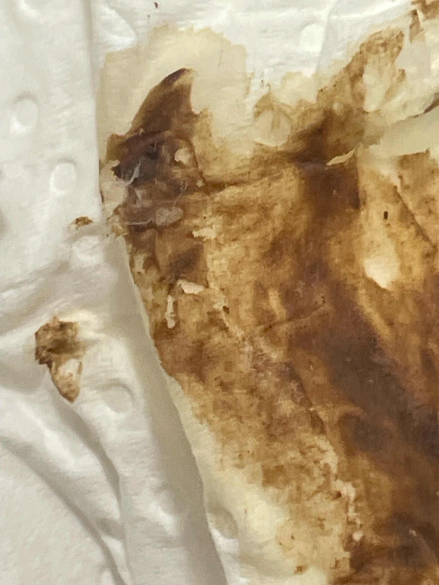 Unidentifiable organic smudge / crushed specimen