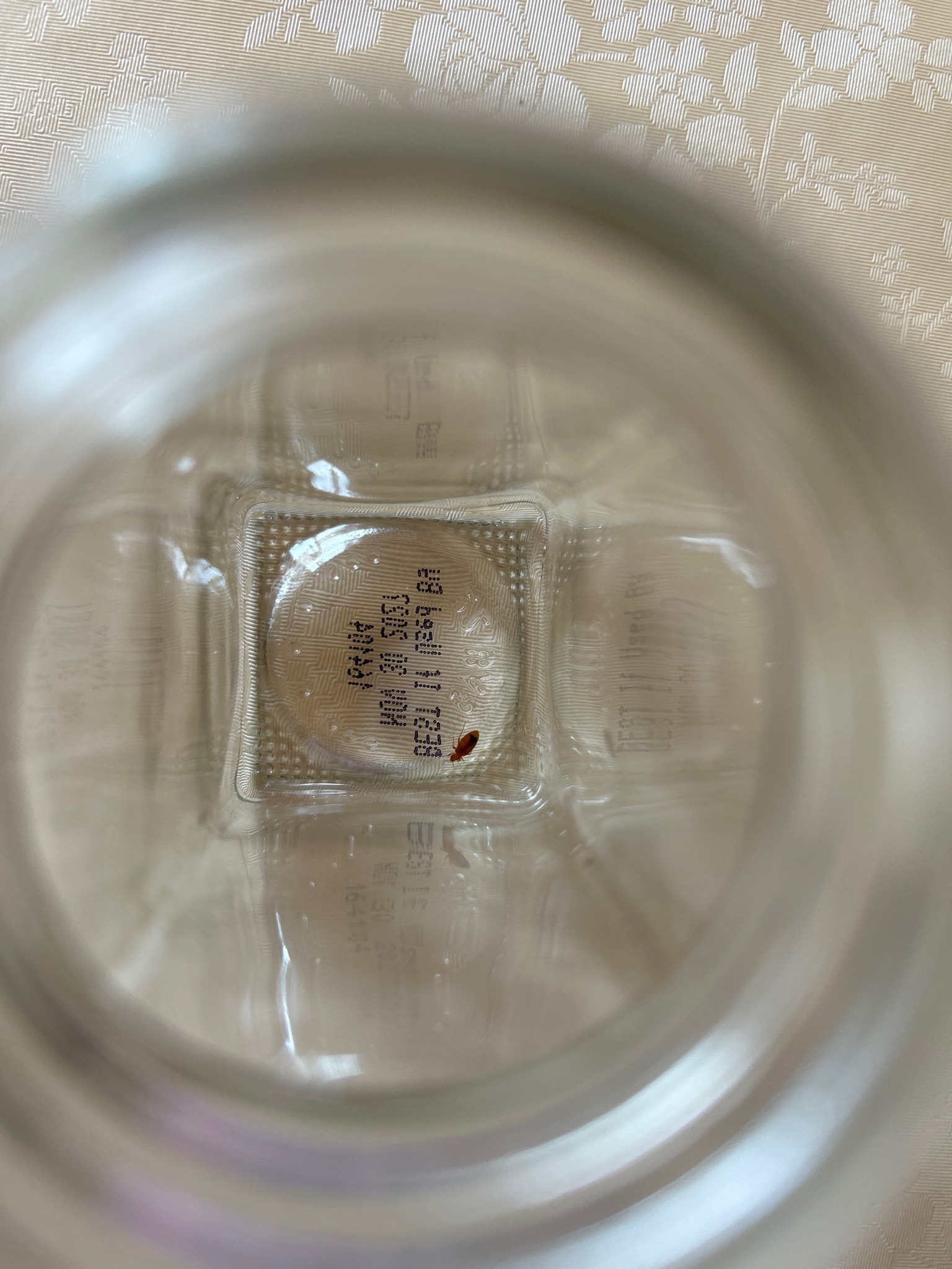 Unidentifiable small beetle (likely a pantry beetle)