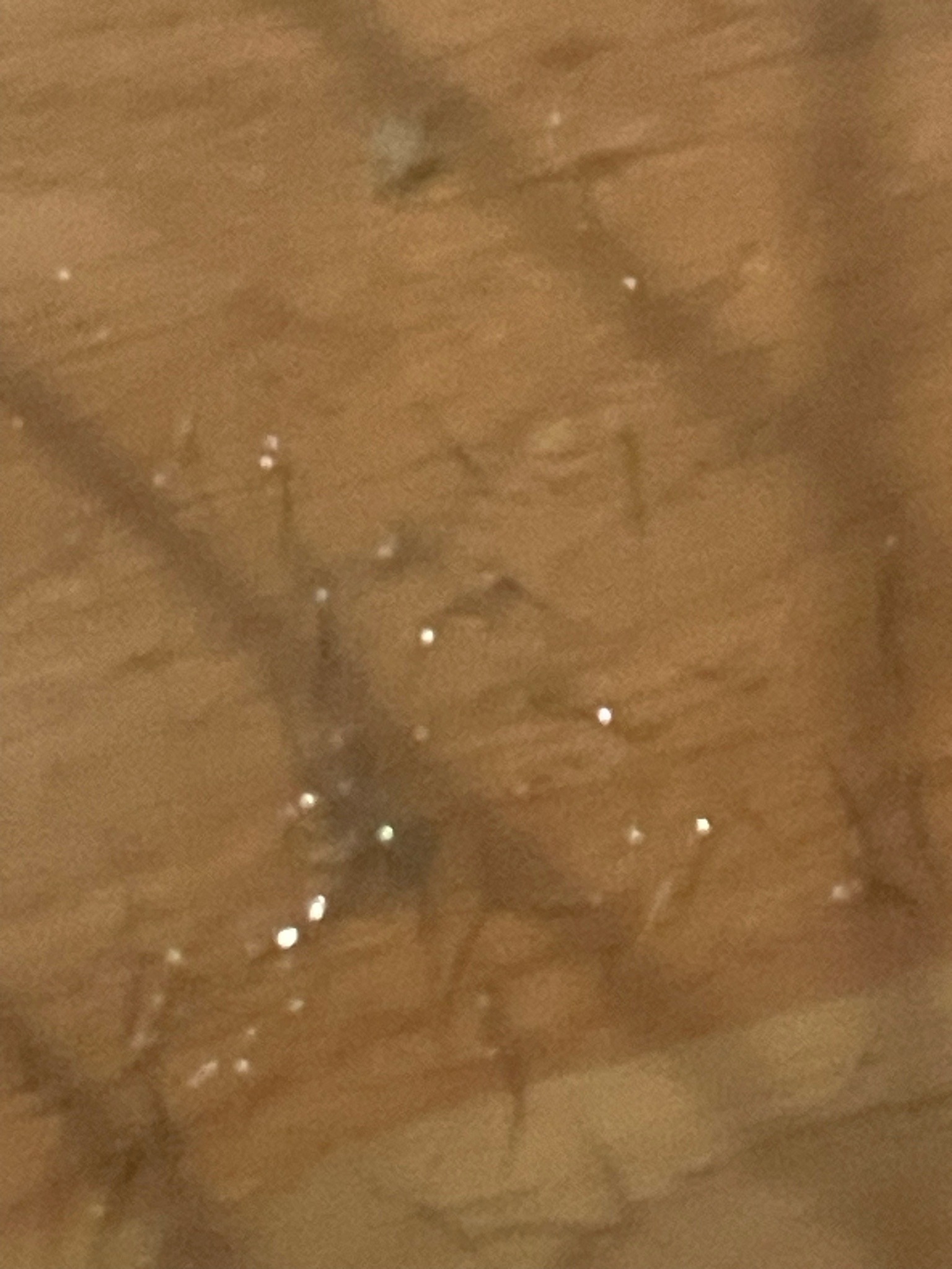 Unidentifiable specimen (possibly a silverfish, house centipede, or dust mite based on vague silhouette)