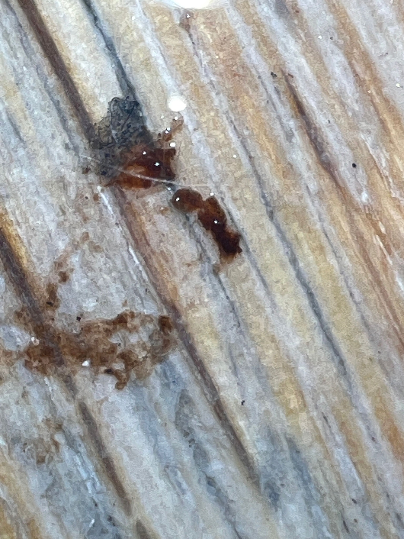 Unidentifiable Specimen / Smudged Residue
