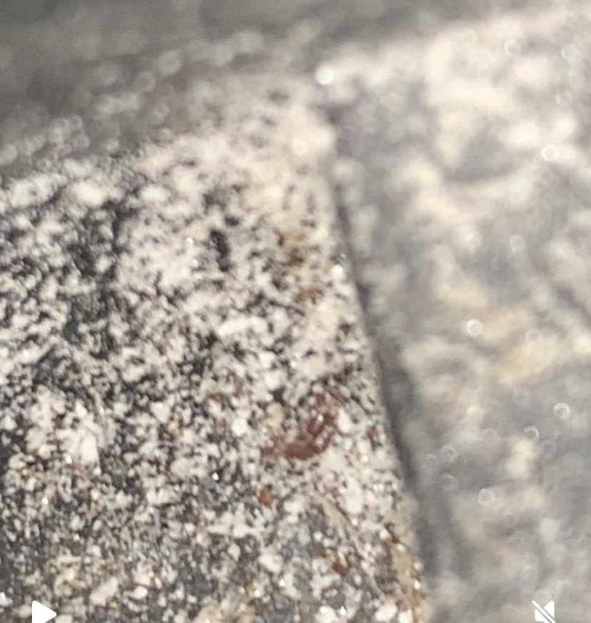 Unidentifiable tiny arthropod (possibly a mite)