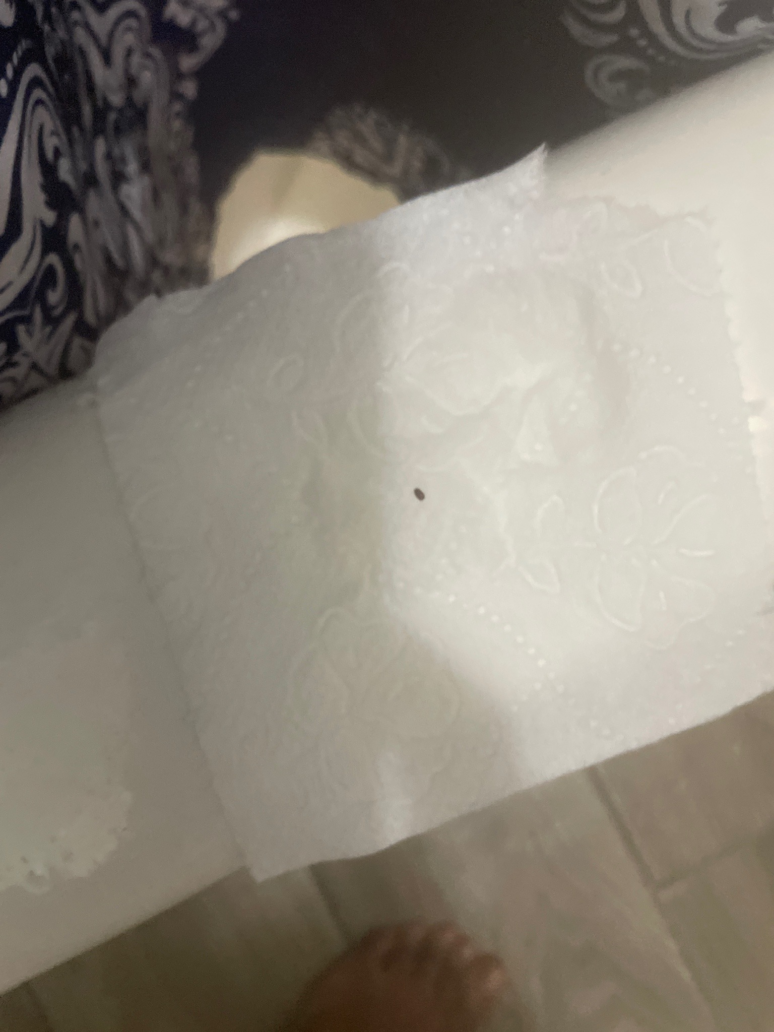 Unidentifiable tiny dark beetle or gnat