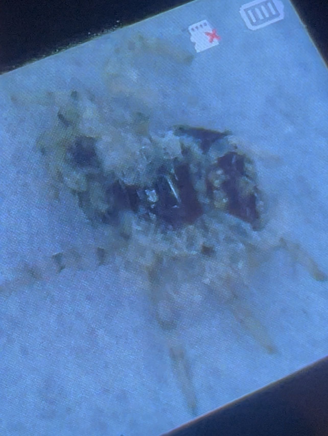 Unidentified beetle larva or pupa (image unclear)