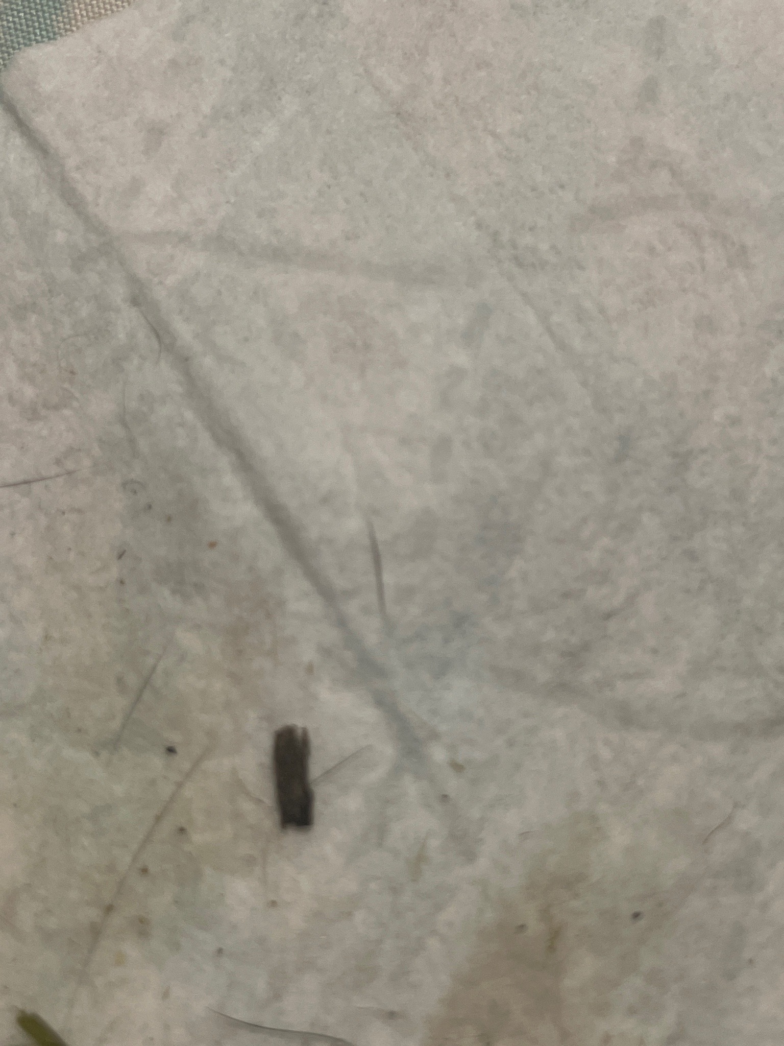 Unidentified insect fragment