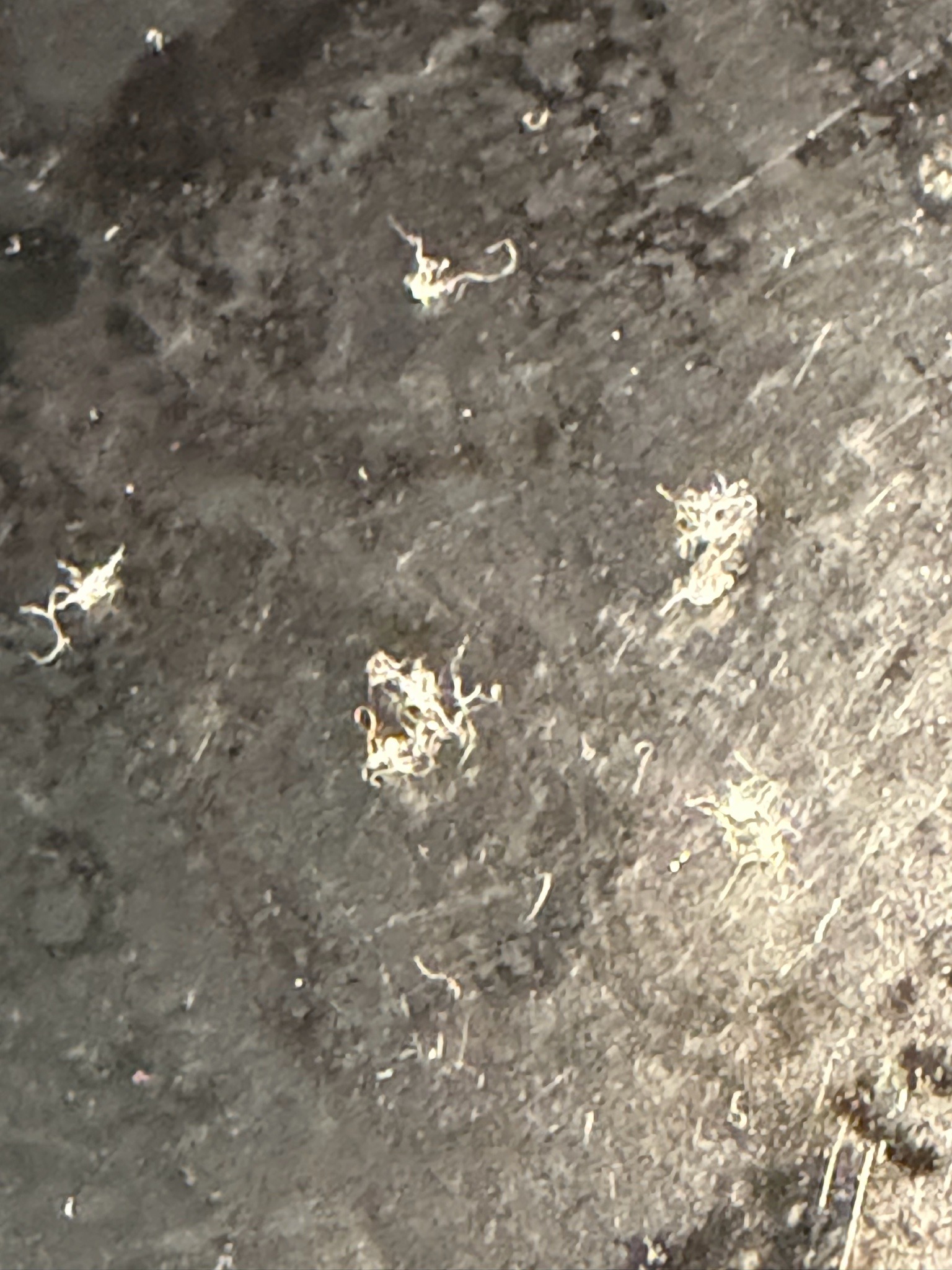 Unidentified organic matter or debris