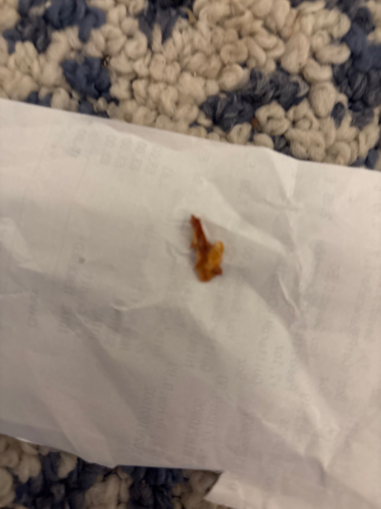 Unidentified small beetle (image too blurry for reliable identification)