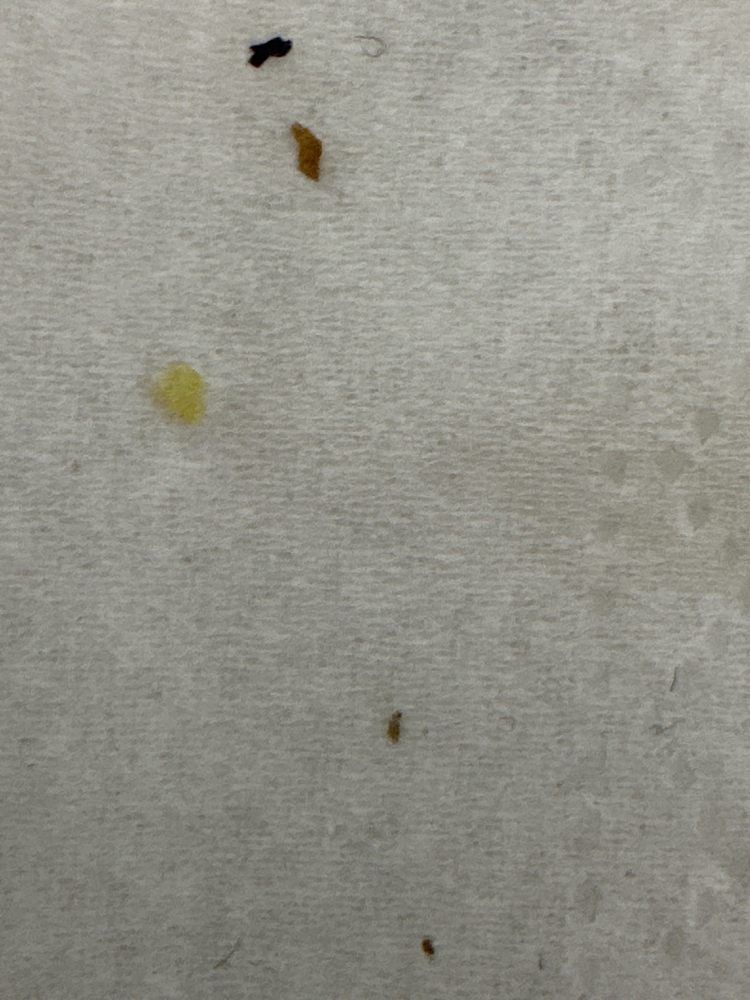 Unidentified small debris; possibly insect or larval casing