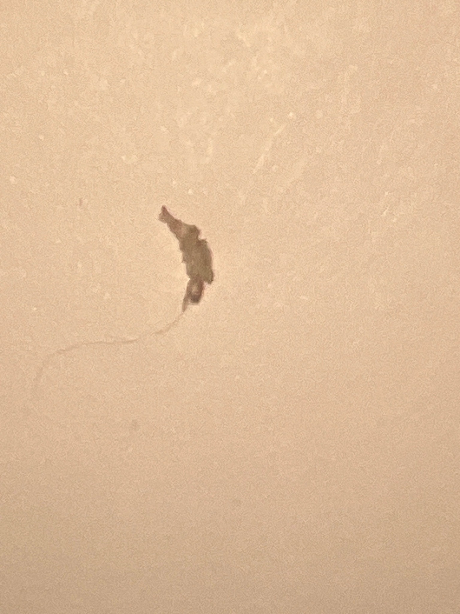 Unidentified small moth (likely a clothes moth)