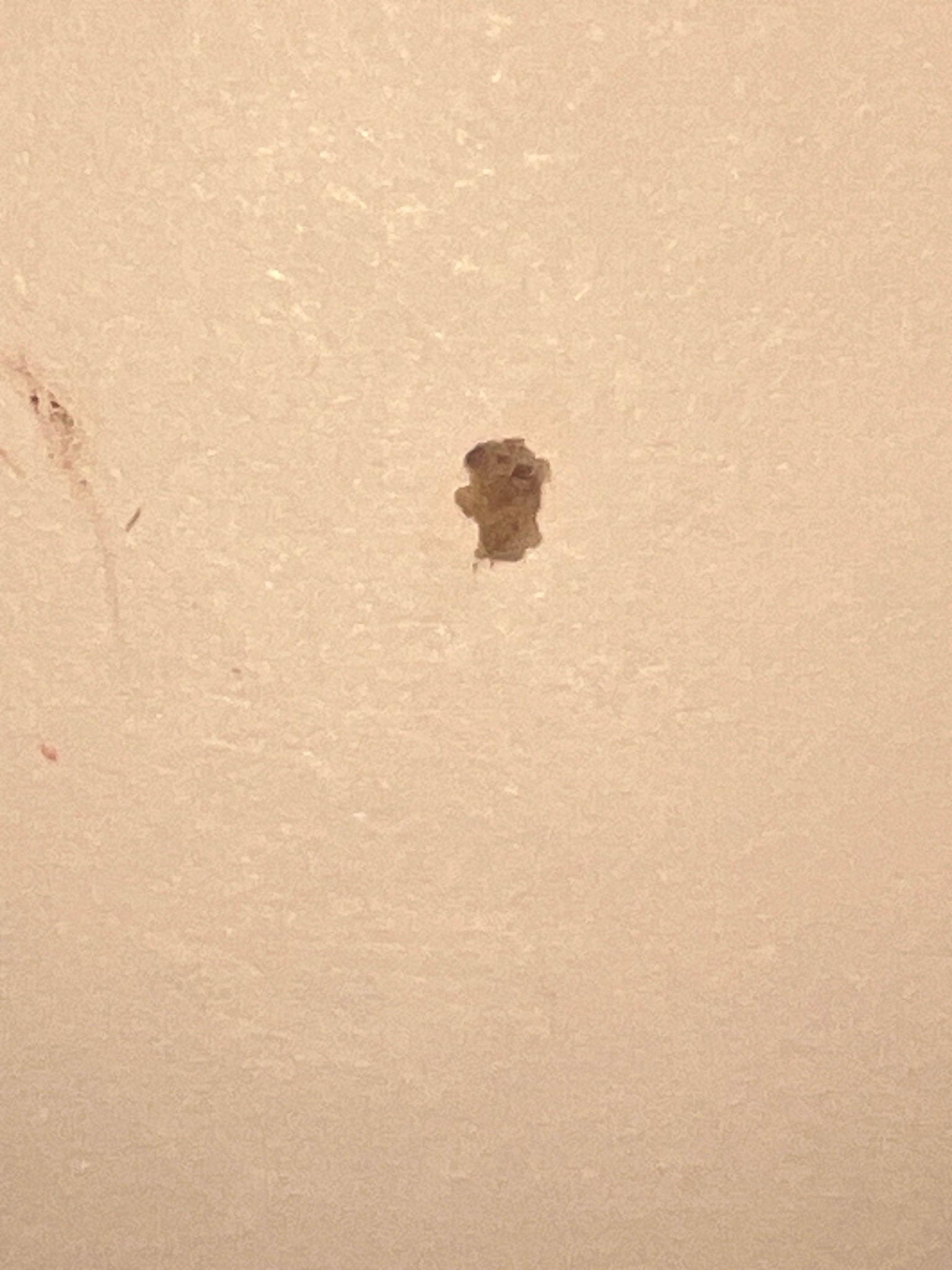 Unidentified small moth or moth case