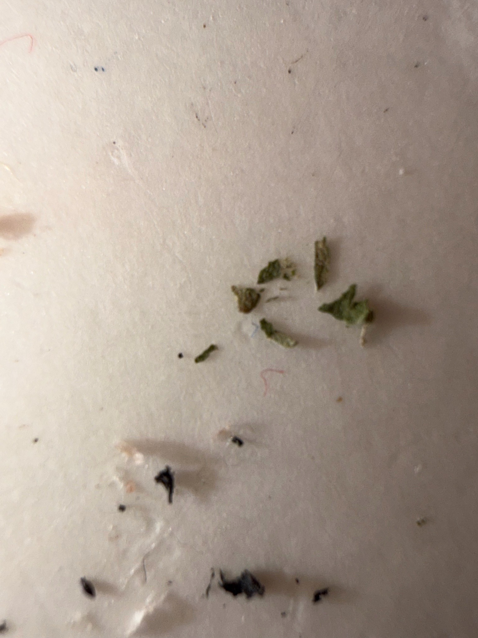 Unidentified tiny arthropod (image insufficient for reliable identification)