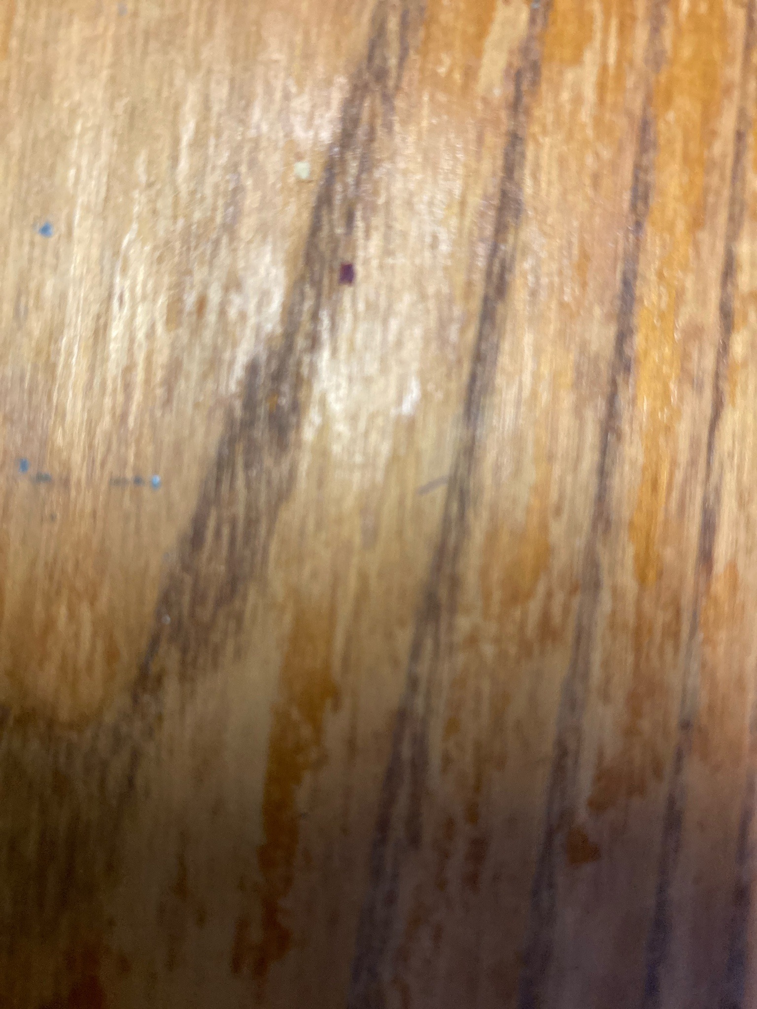 Unidentified tiny dark insect or speck