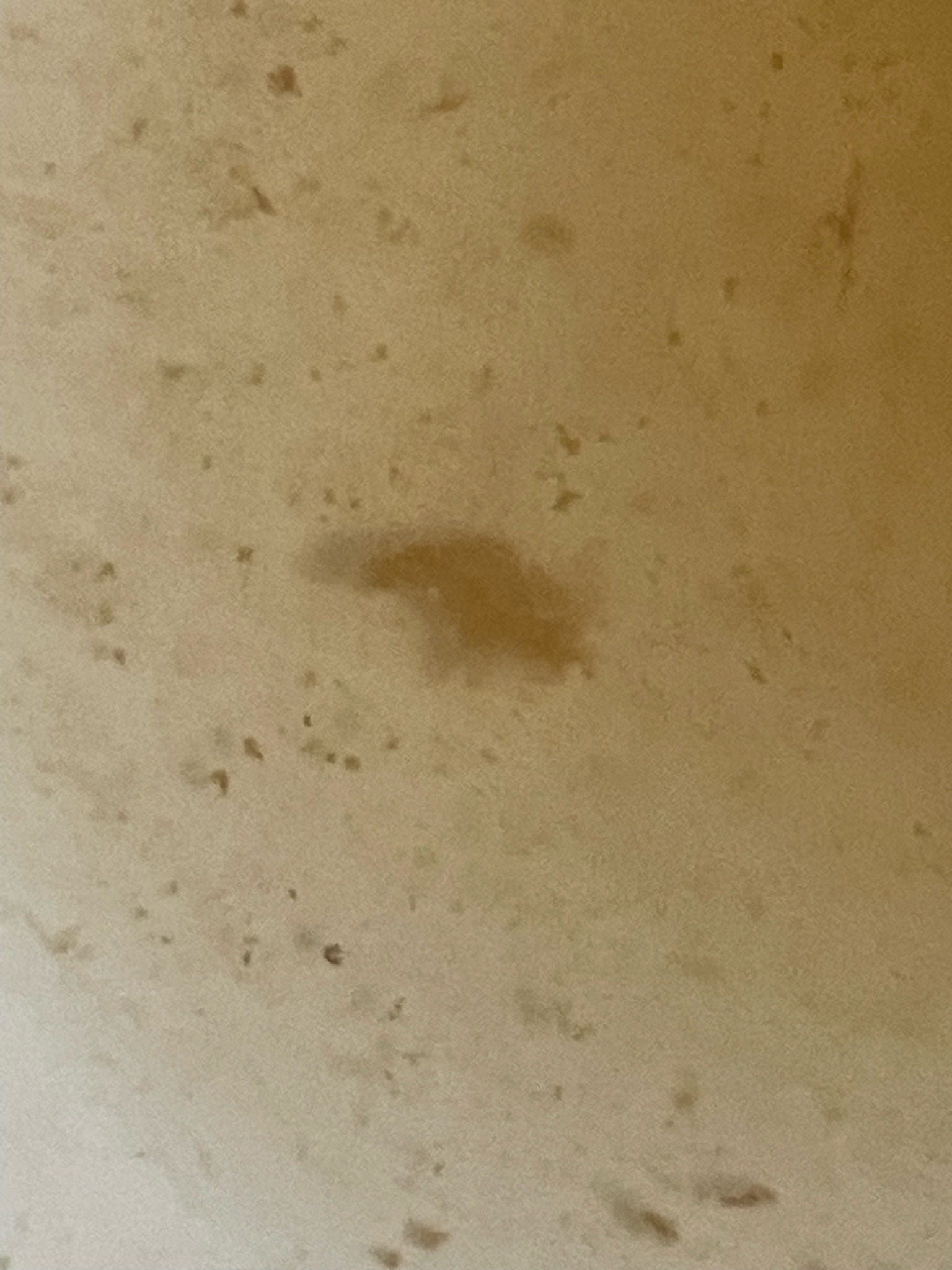 Unknown (Indistinct Image)