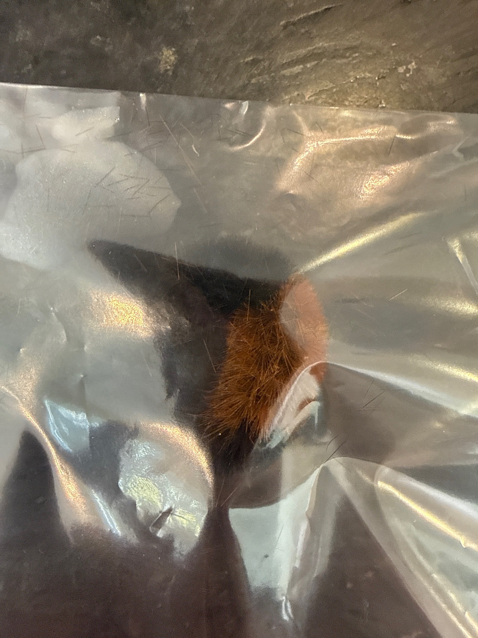 Unknown moth or butterfly
