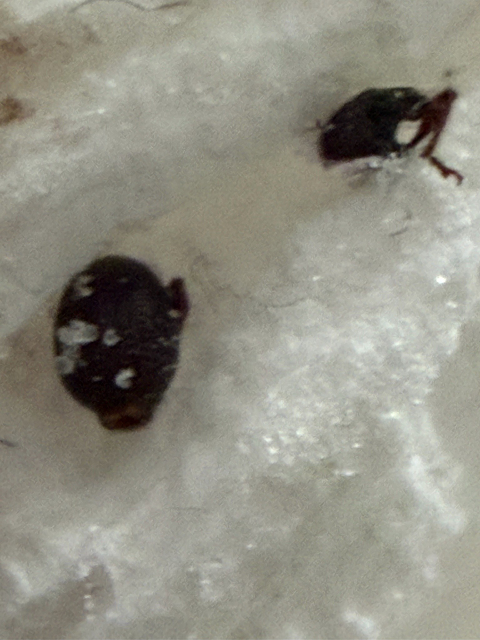 Varied Carpet Beetle