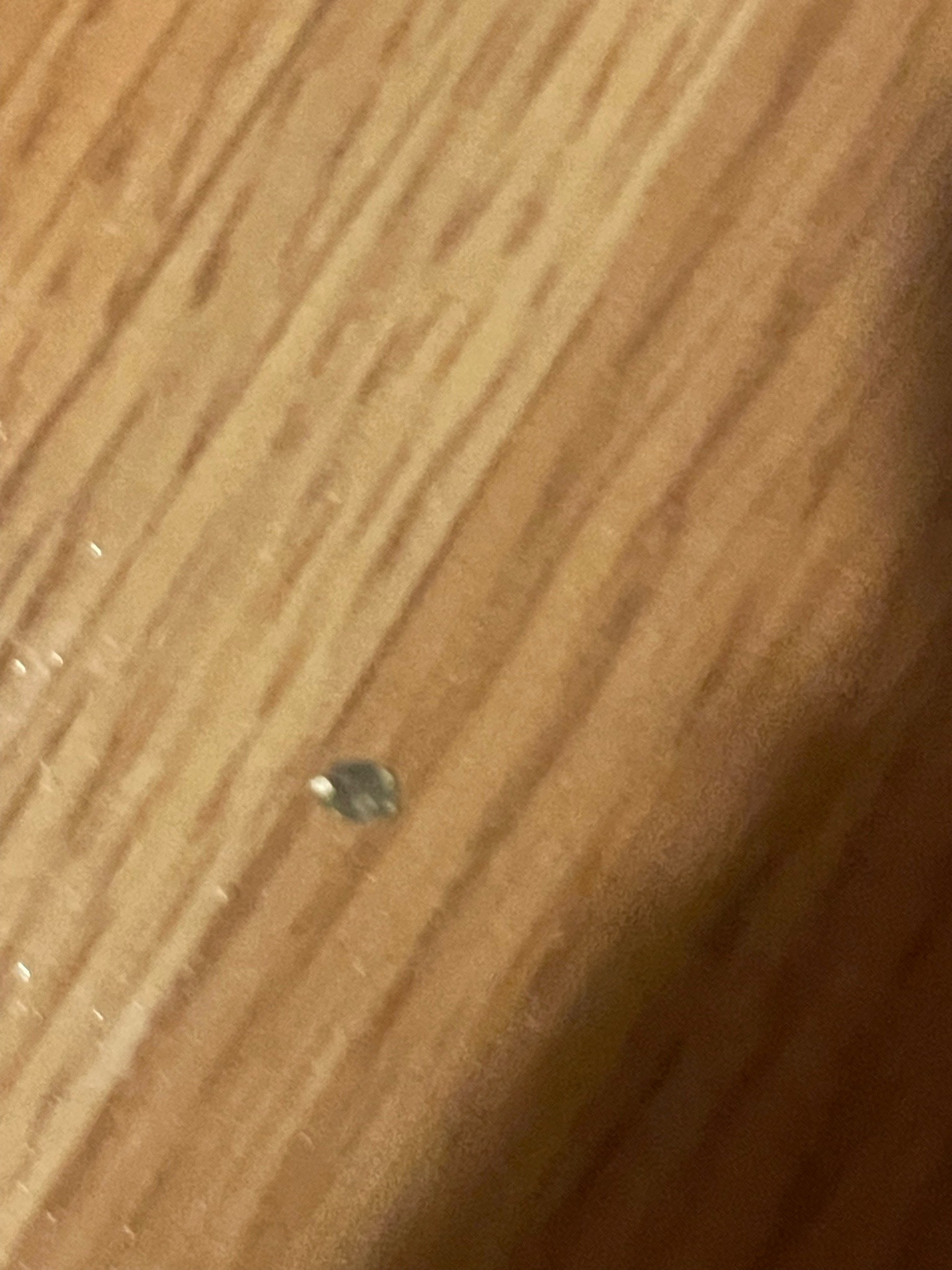 Varied Carpet Beetle