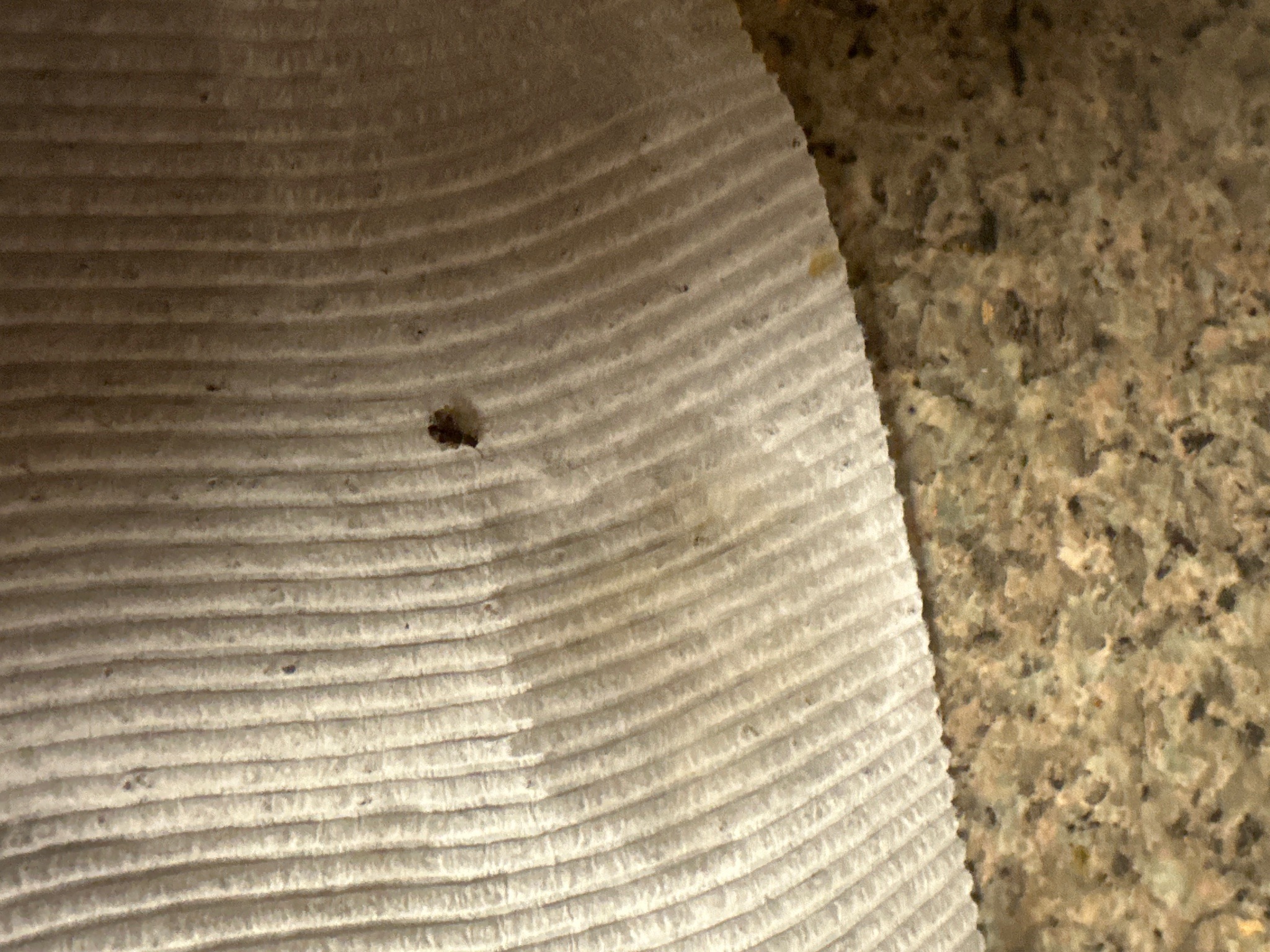 Varied Carpet Beetle