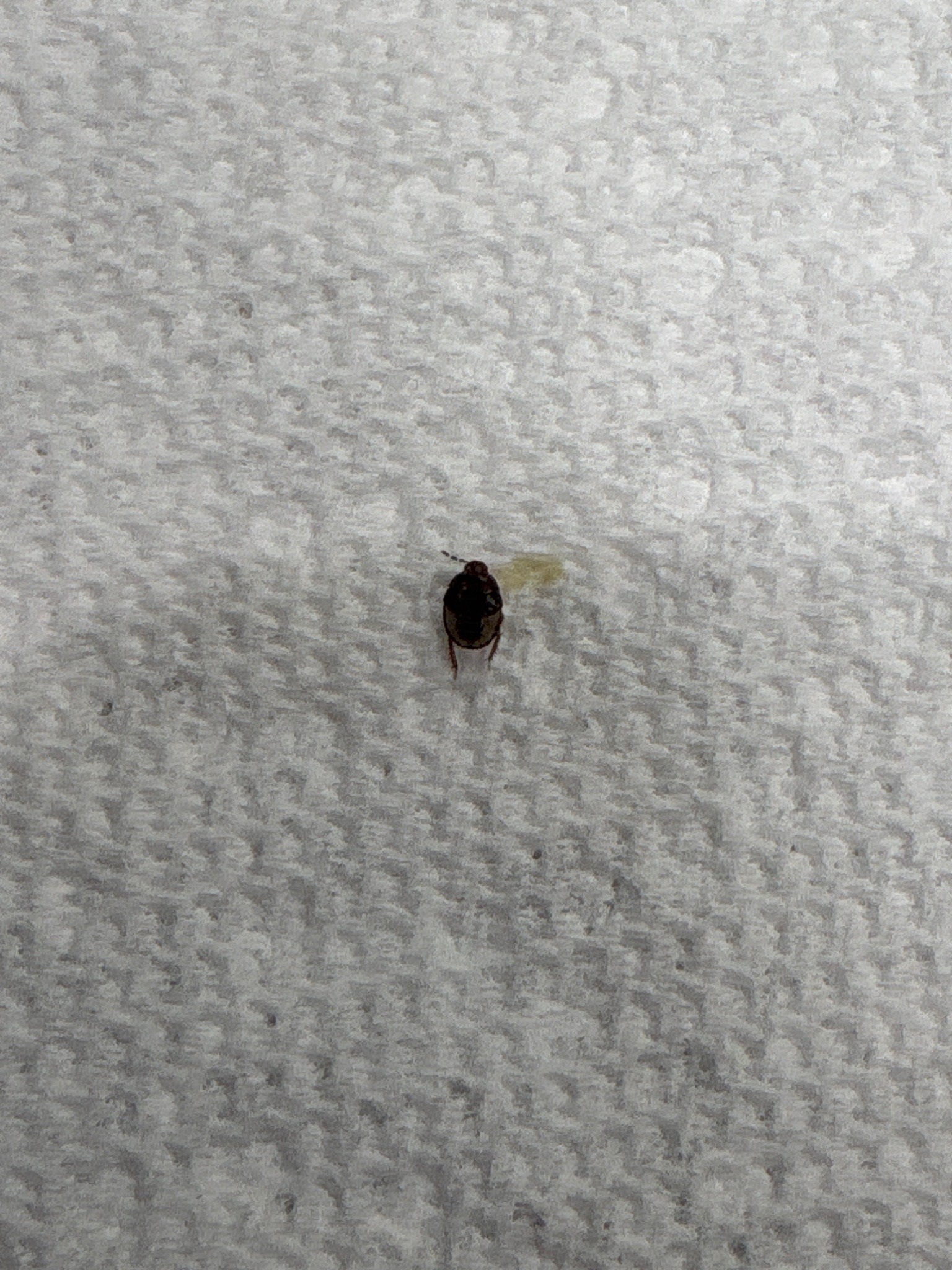 Varied Carpet Beetle