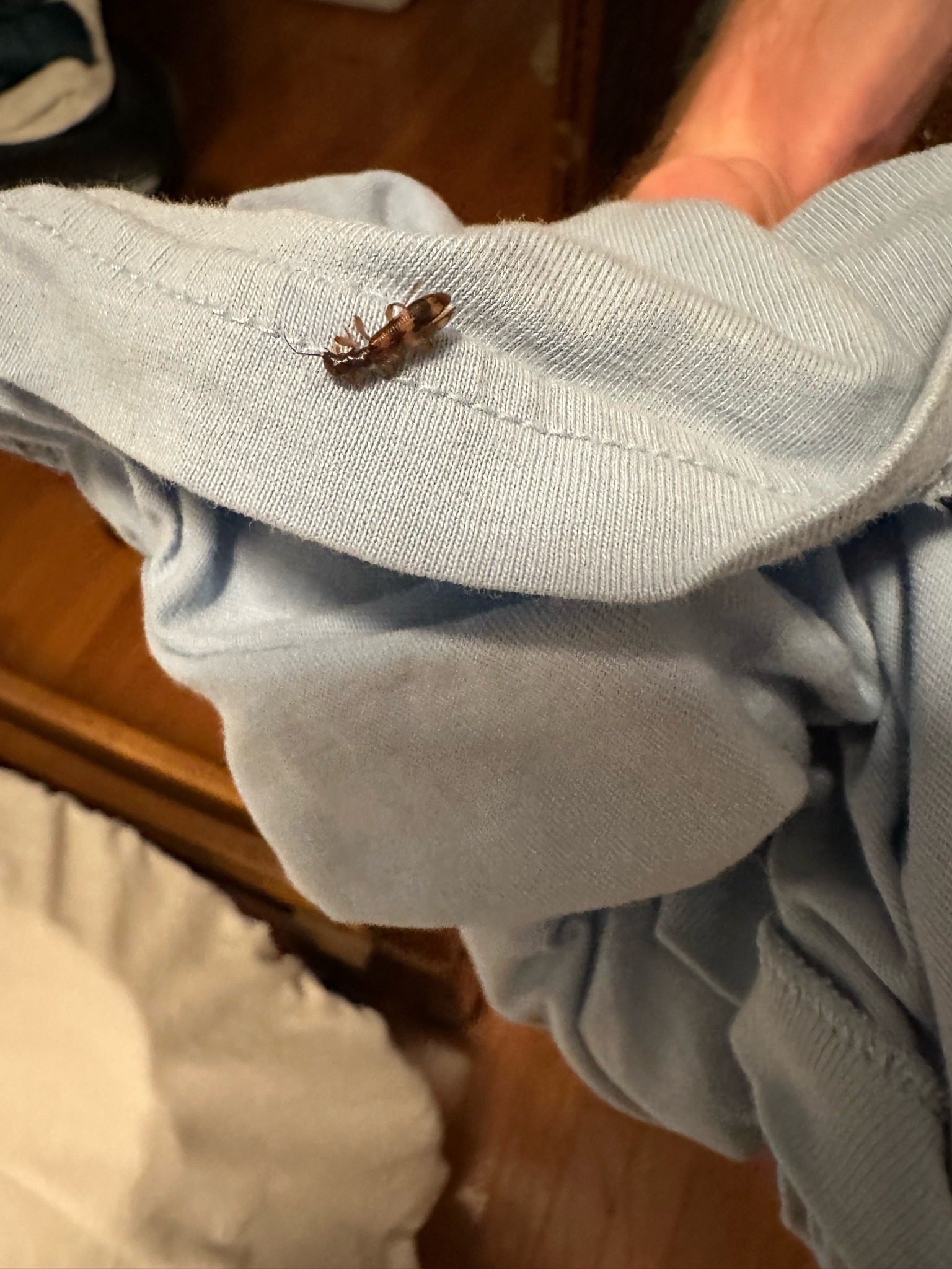 Varied carpet beetle (adult)