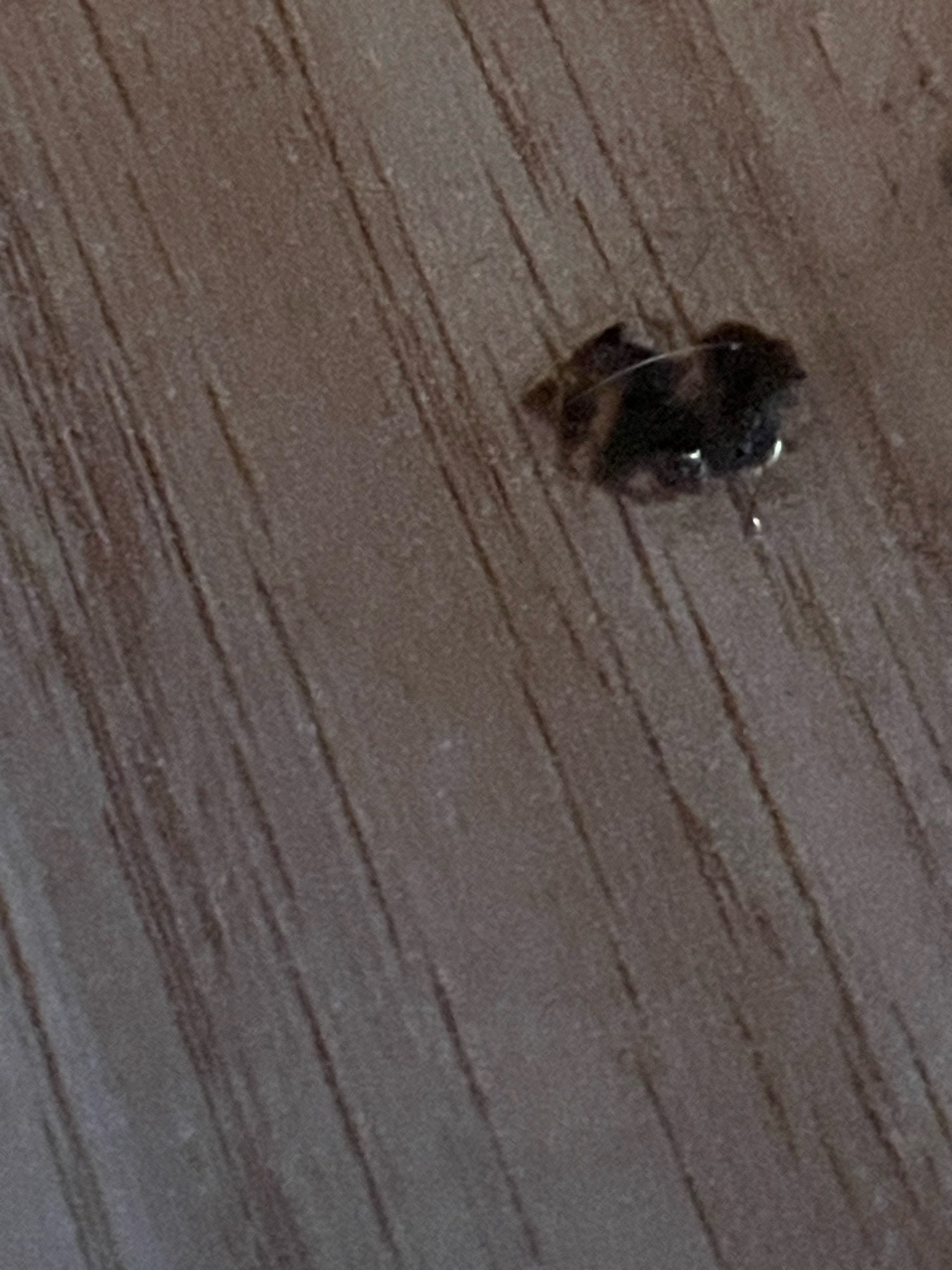 Varied Carpet Beetle