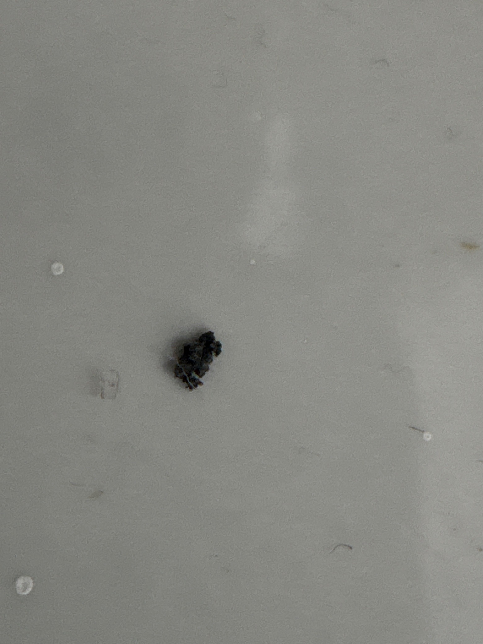 Varied carpet beetle larva (likely)