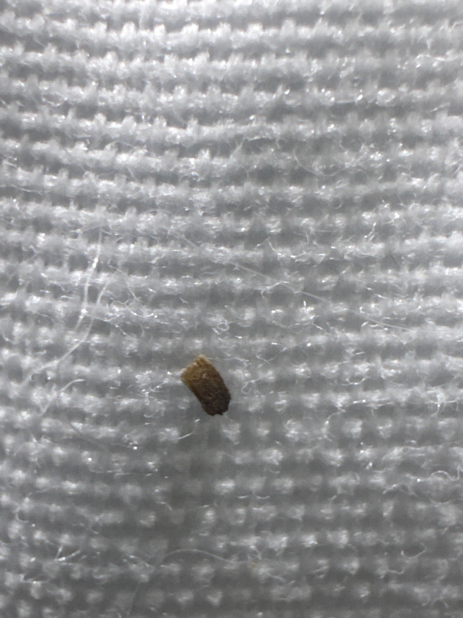 Varied carpet beetle larva (likely)