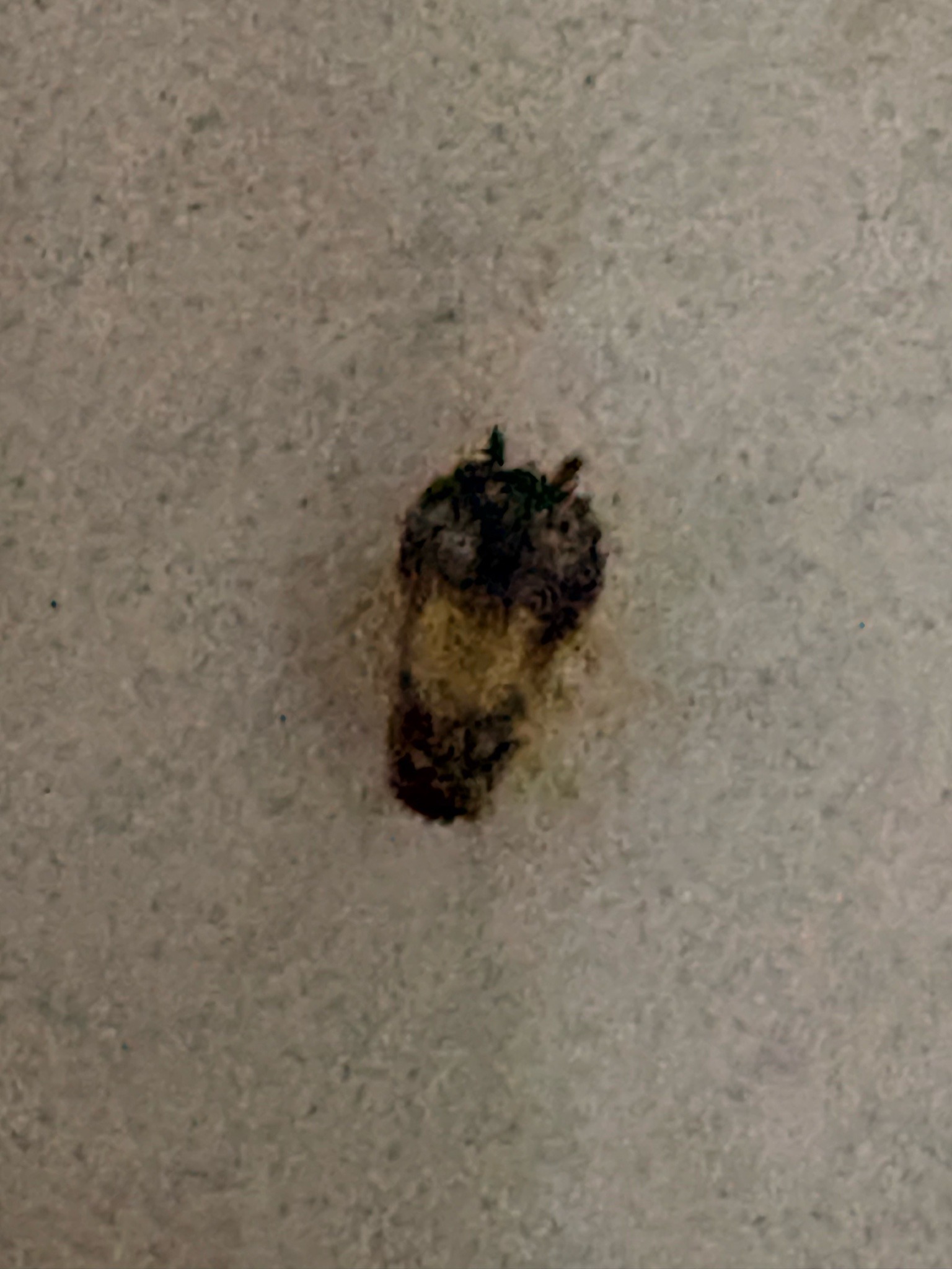 Varied carpet beetle larva (likely)