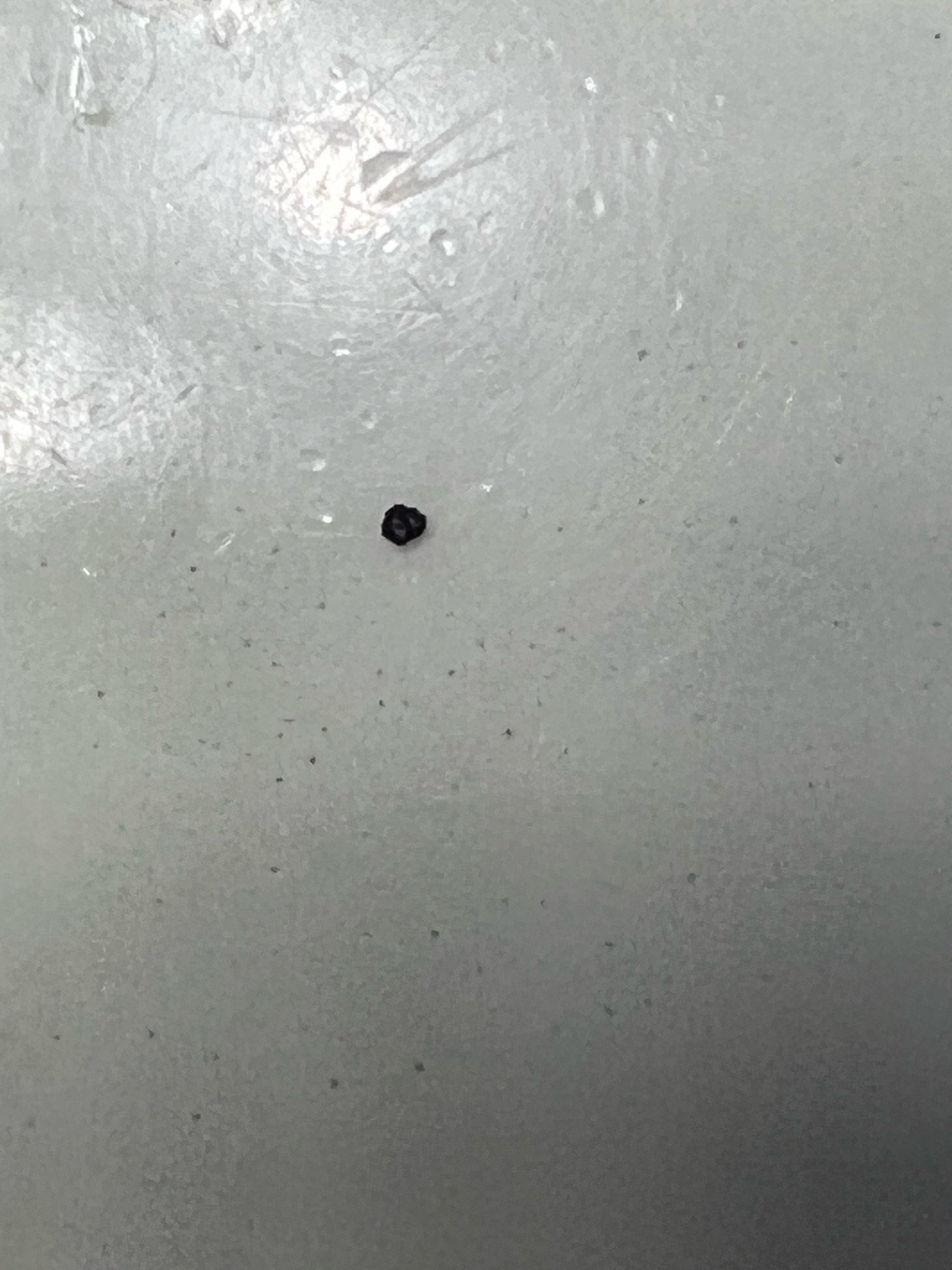 Varied carpet beetle larva (likely)