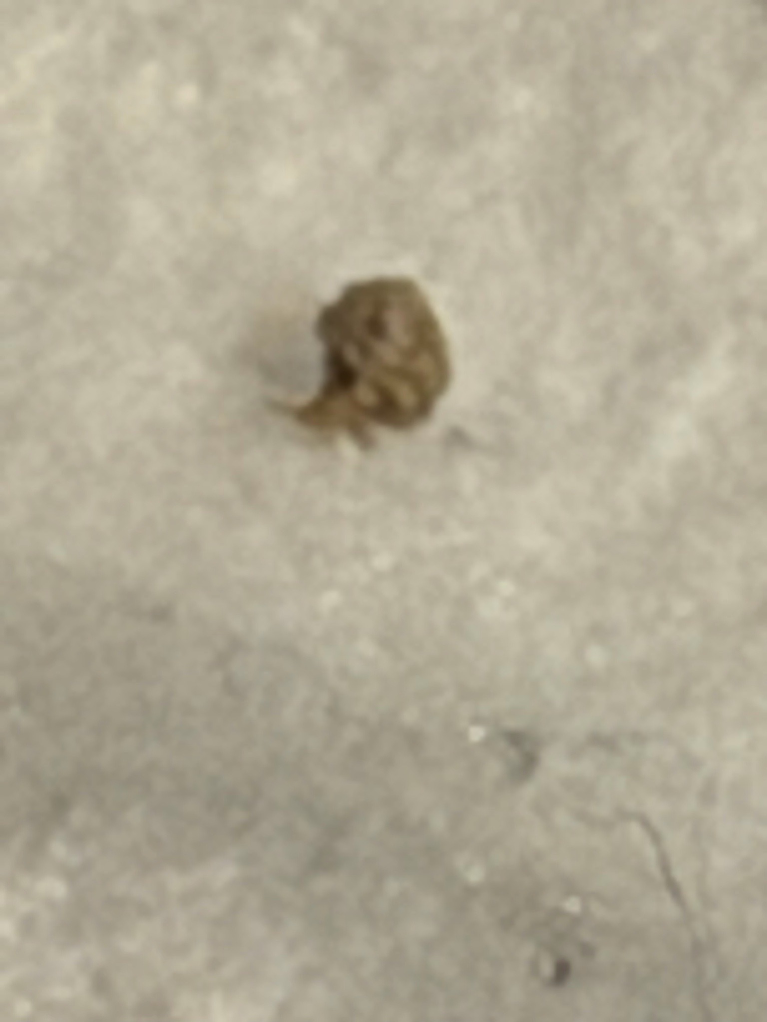 Varied carpet beetle larva (likely)