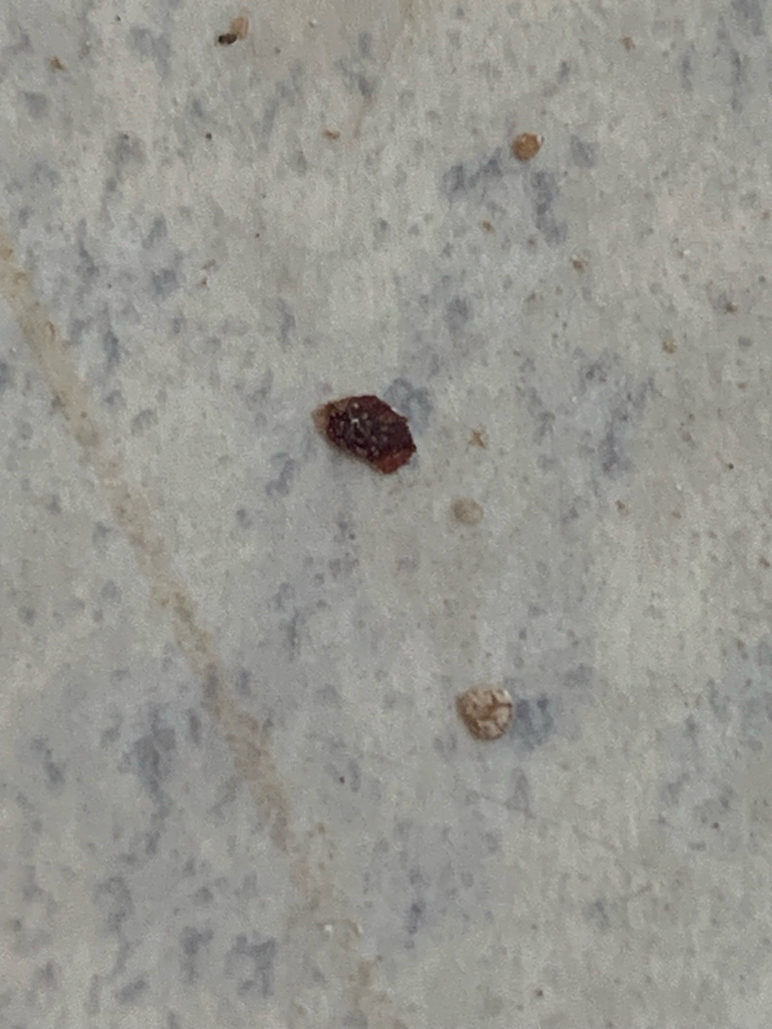 Varied carpet beetle larva or shed skin