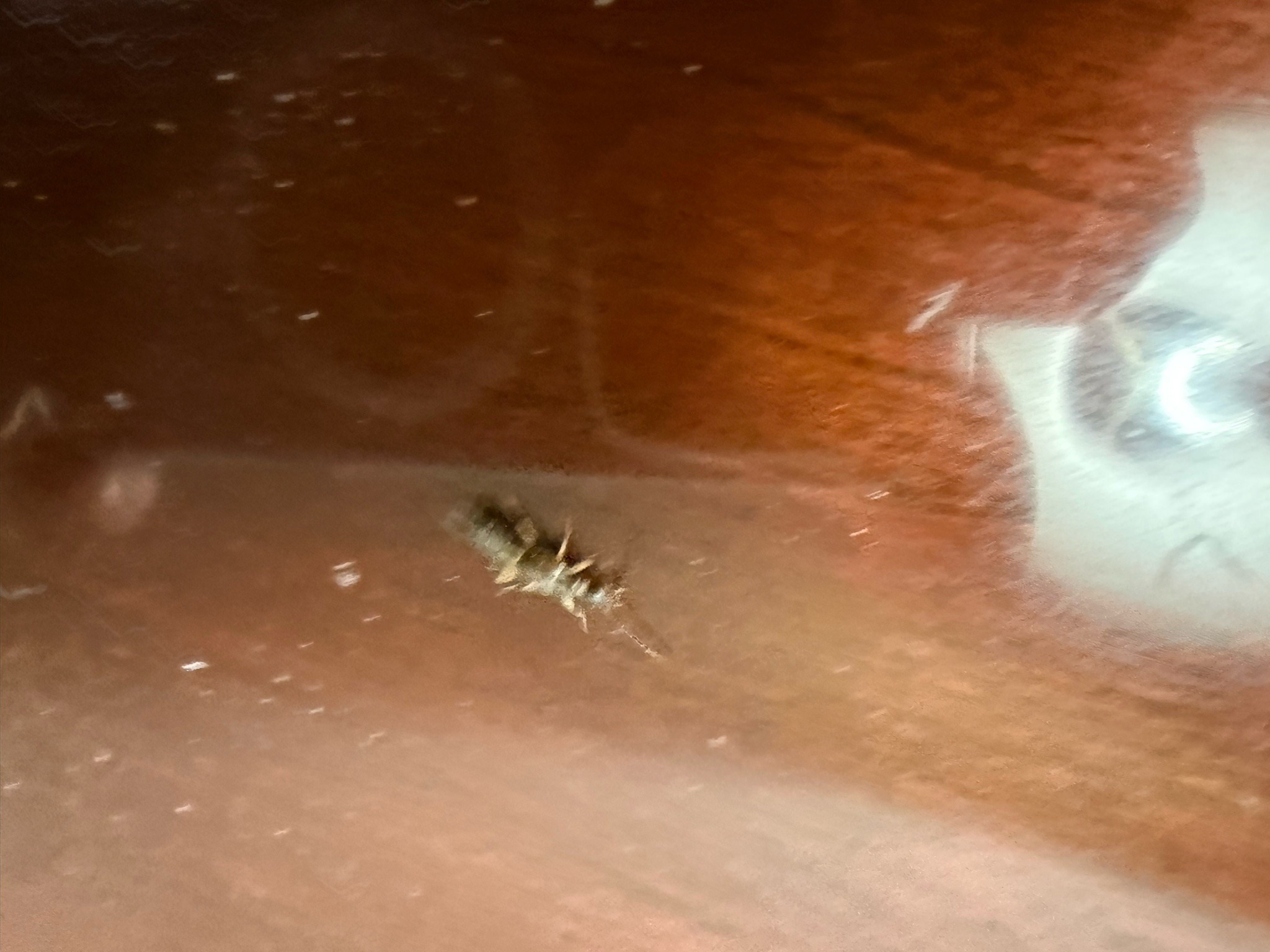 Varied carpet beetle larva (probable)
