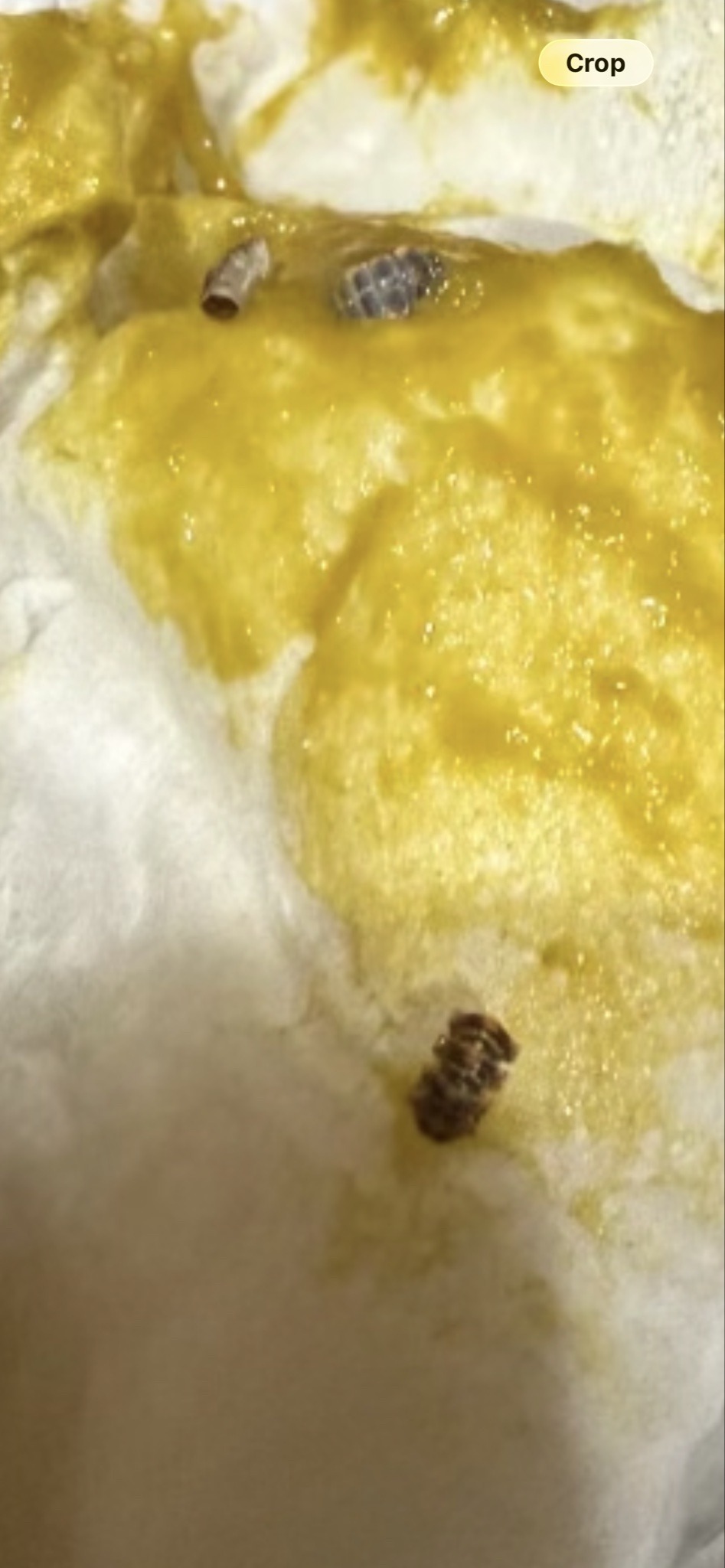 Varied carpet beetle larvae (likely)