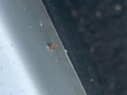Varied carpet beetle (likely larva)
