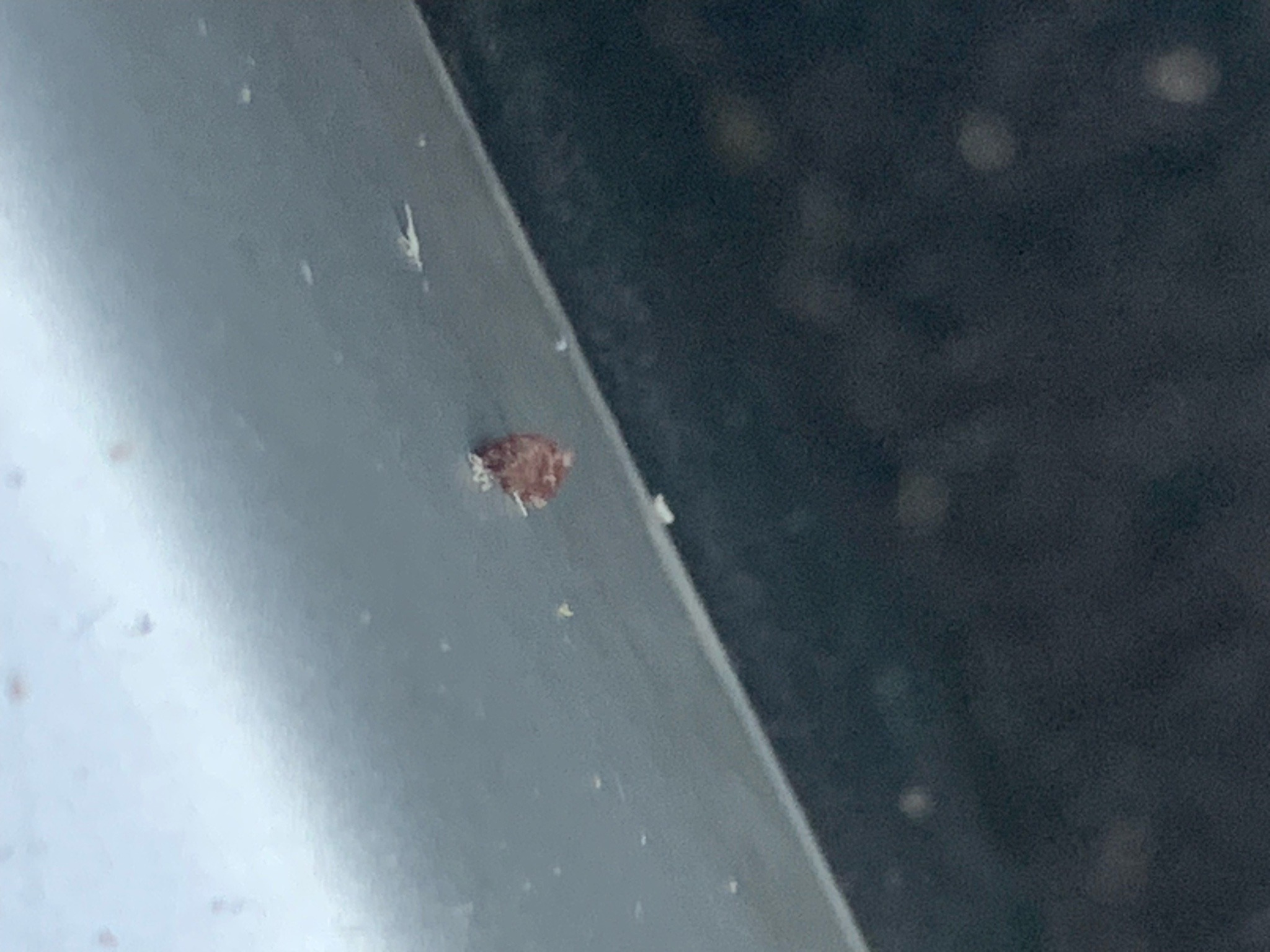 Varied carpet beetle (likely larva)