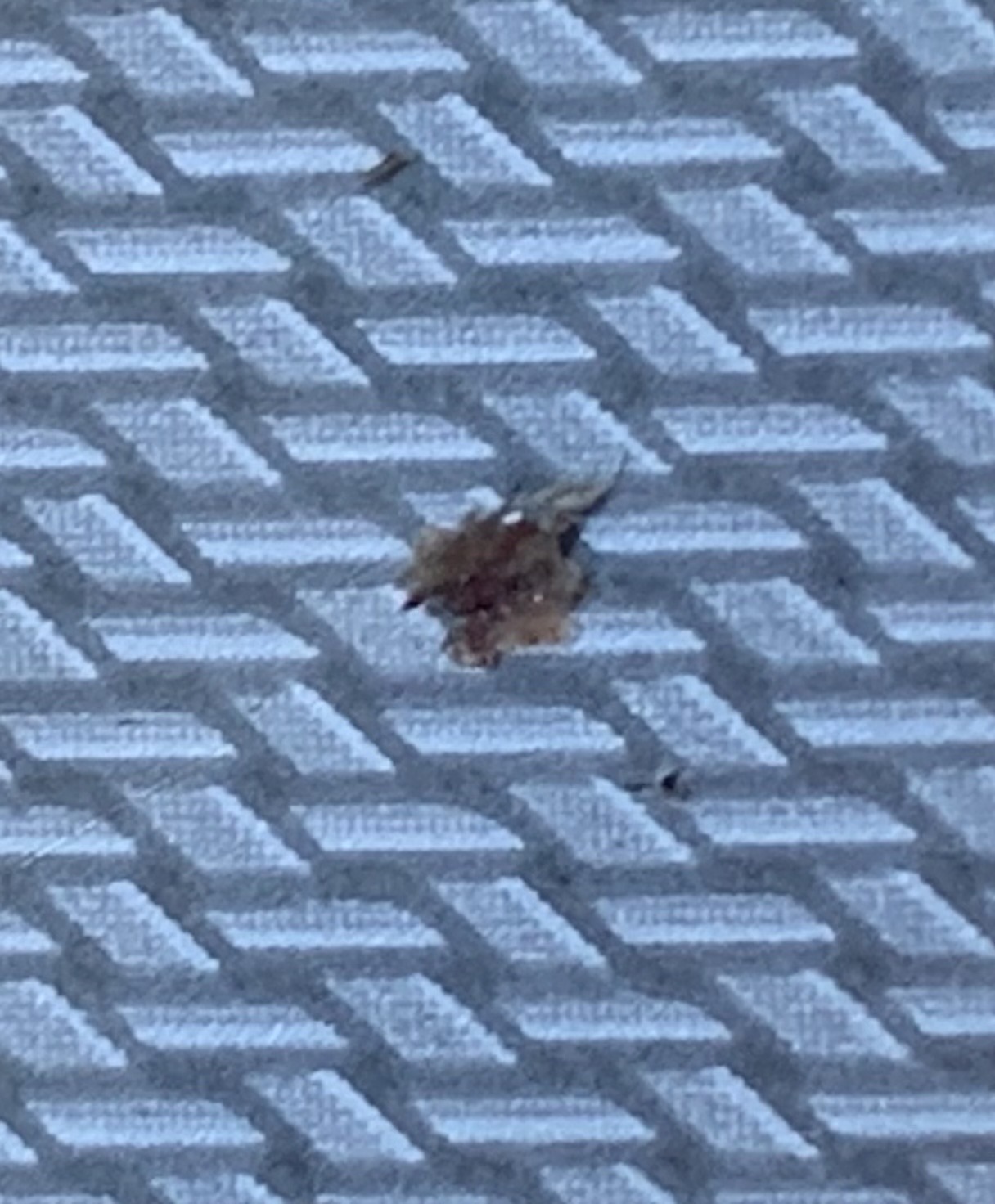 Varied carpet beetle (likely larva or shed skin)