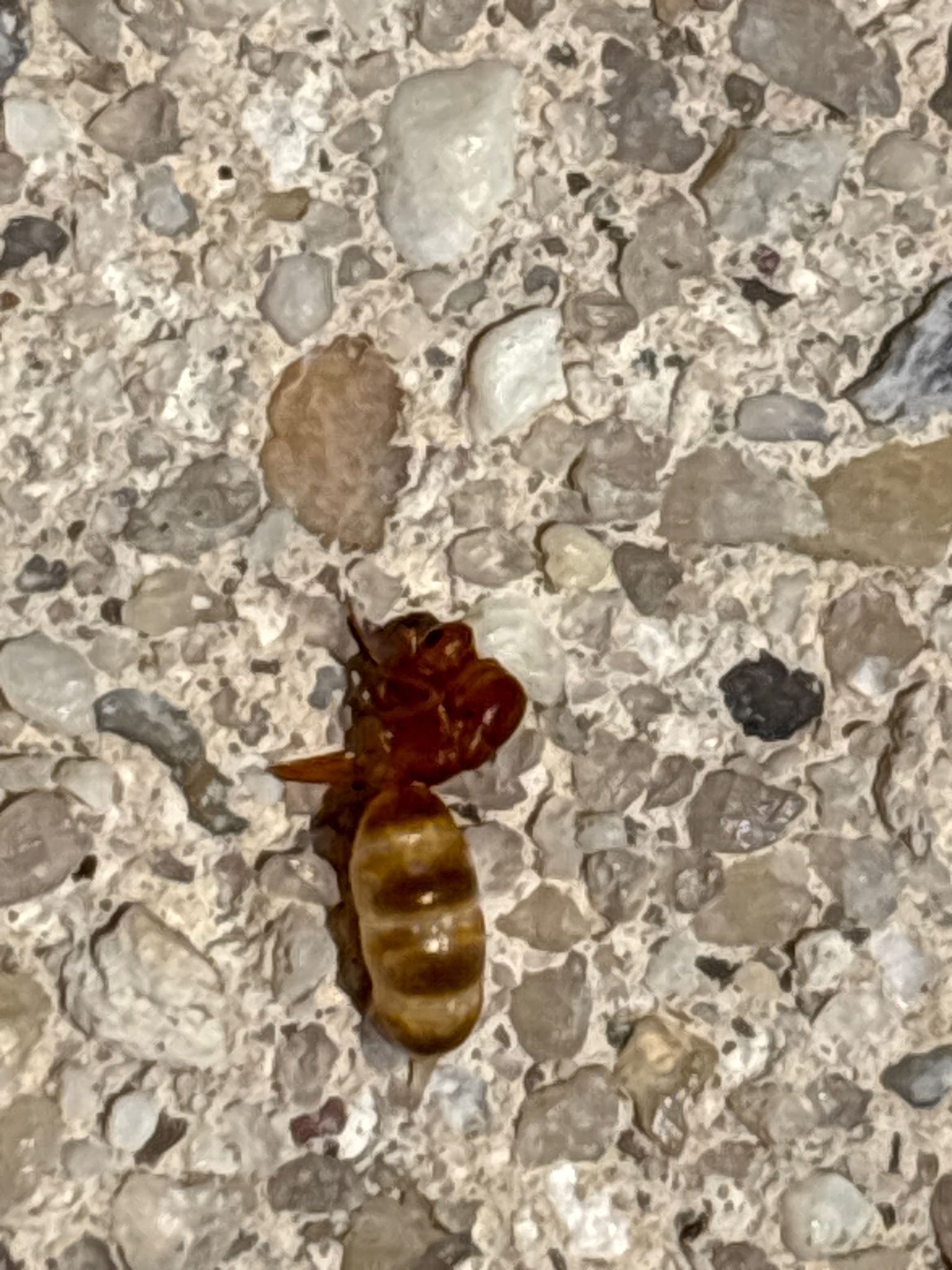 Velvet Ant (Specifically a wingless female)