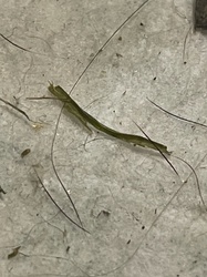 Walking stick