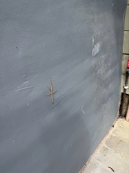 Walking stick (stick insect)
