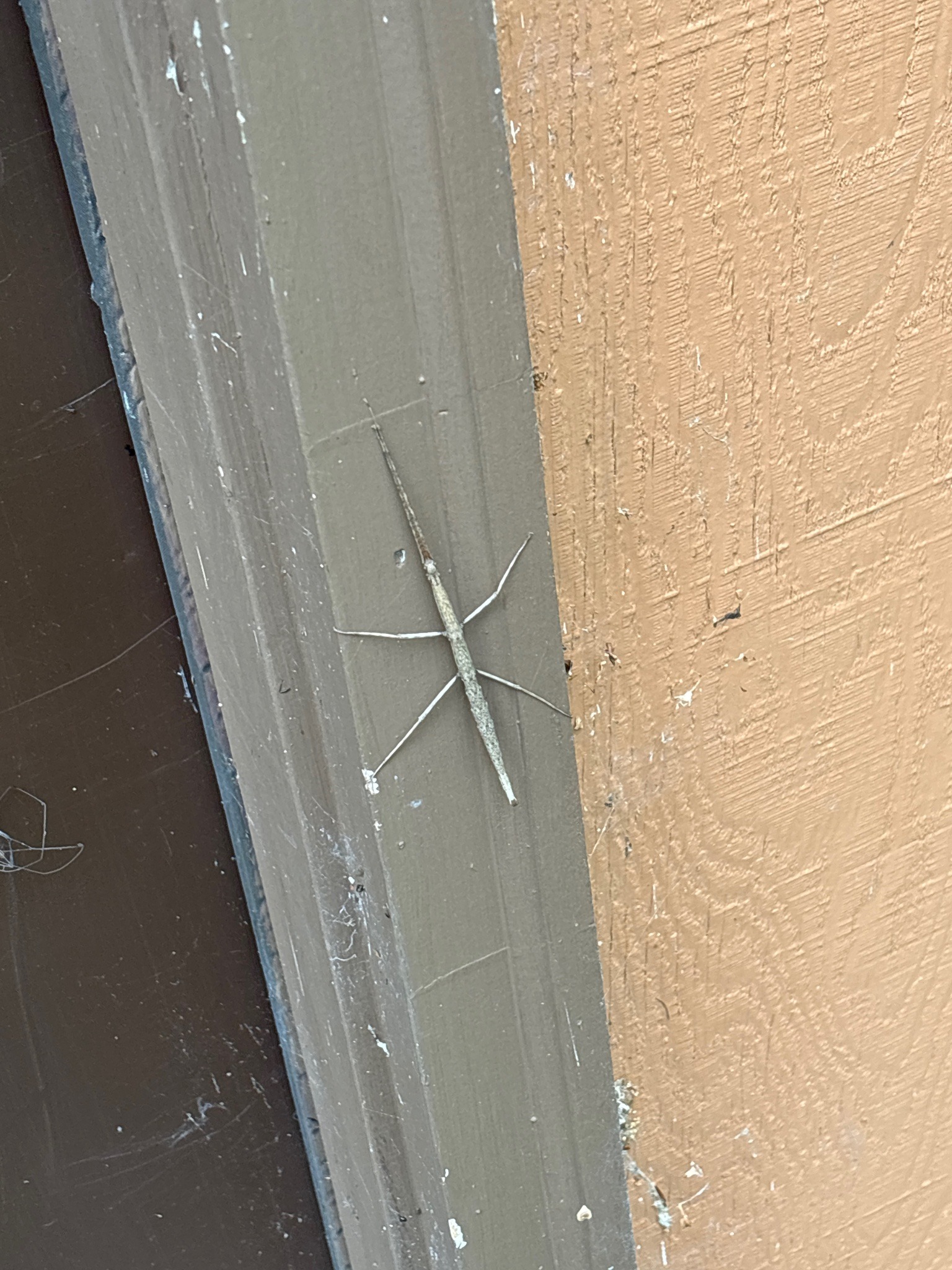 Walkingstick (stick insect)