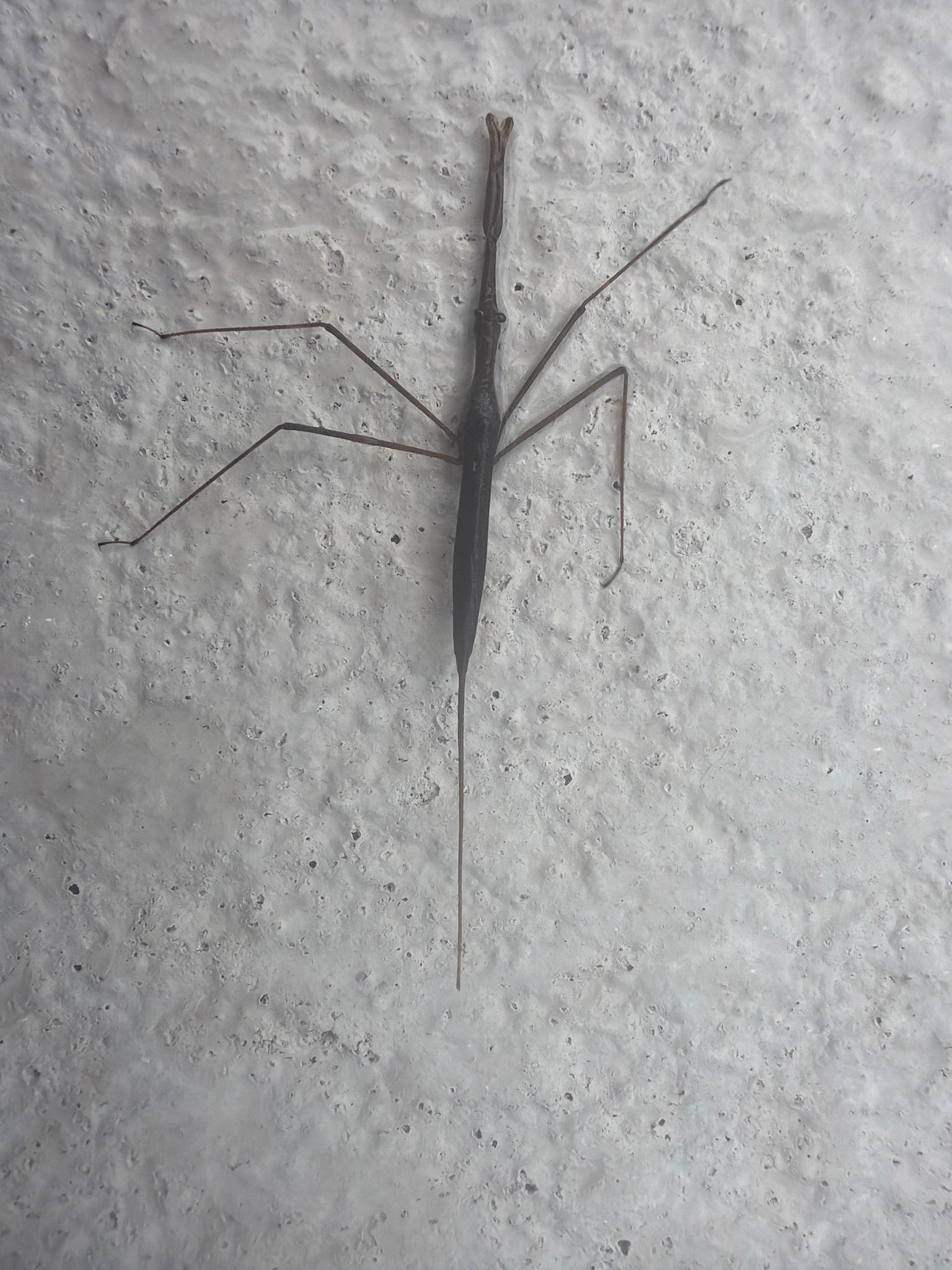 Water scorpion