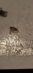 Webbing clothes moth