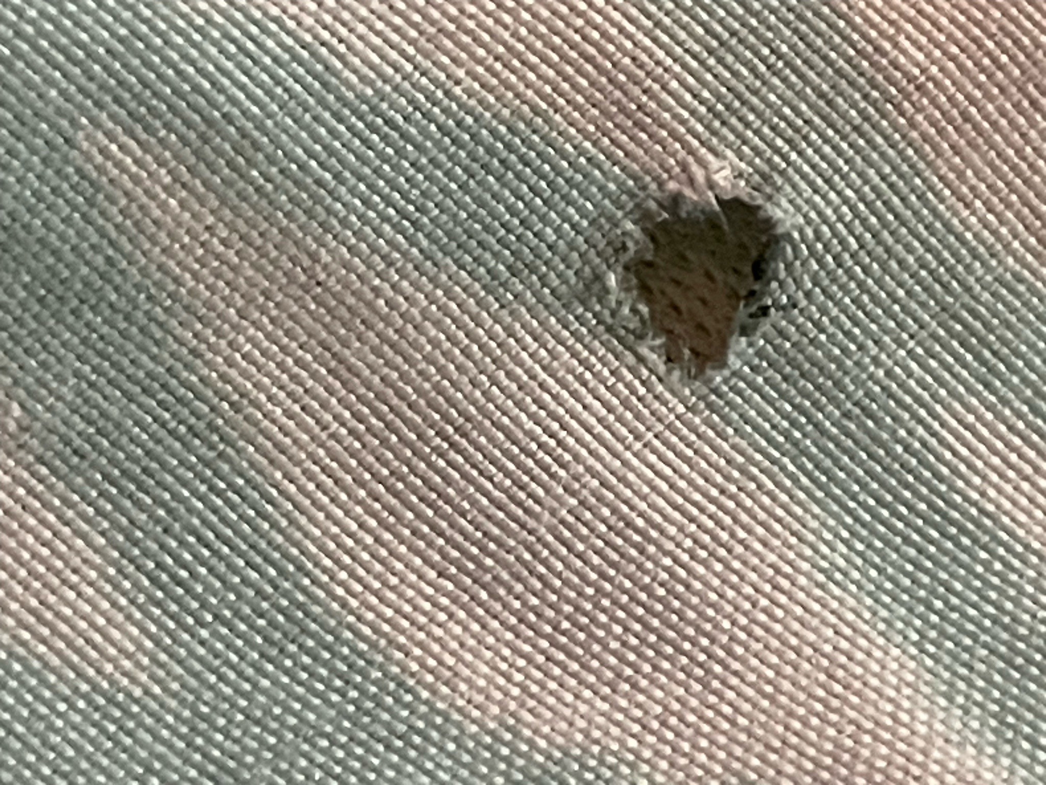 Webbing Clothes Moth (damage)