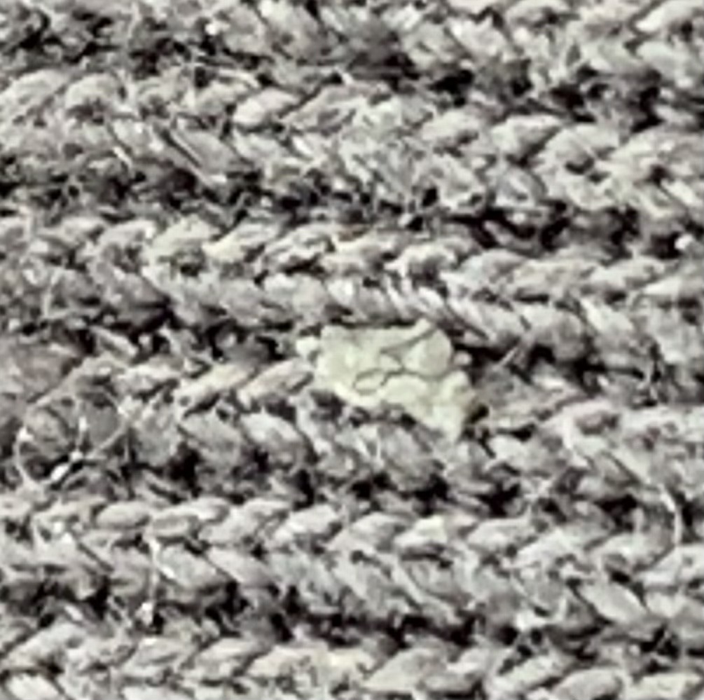 Webbing clothes moth (larva)