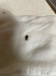 Weevil