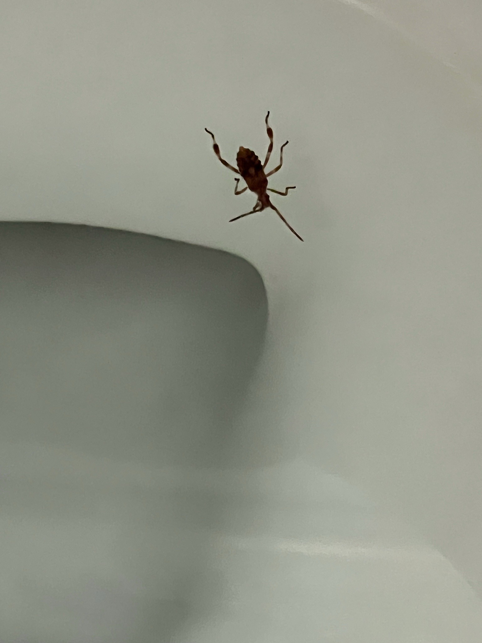Western Conifer Seed Bug