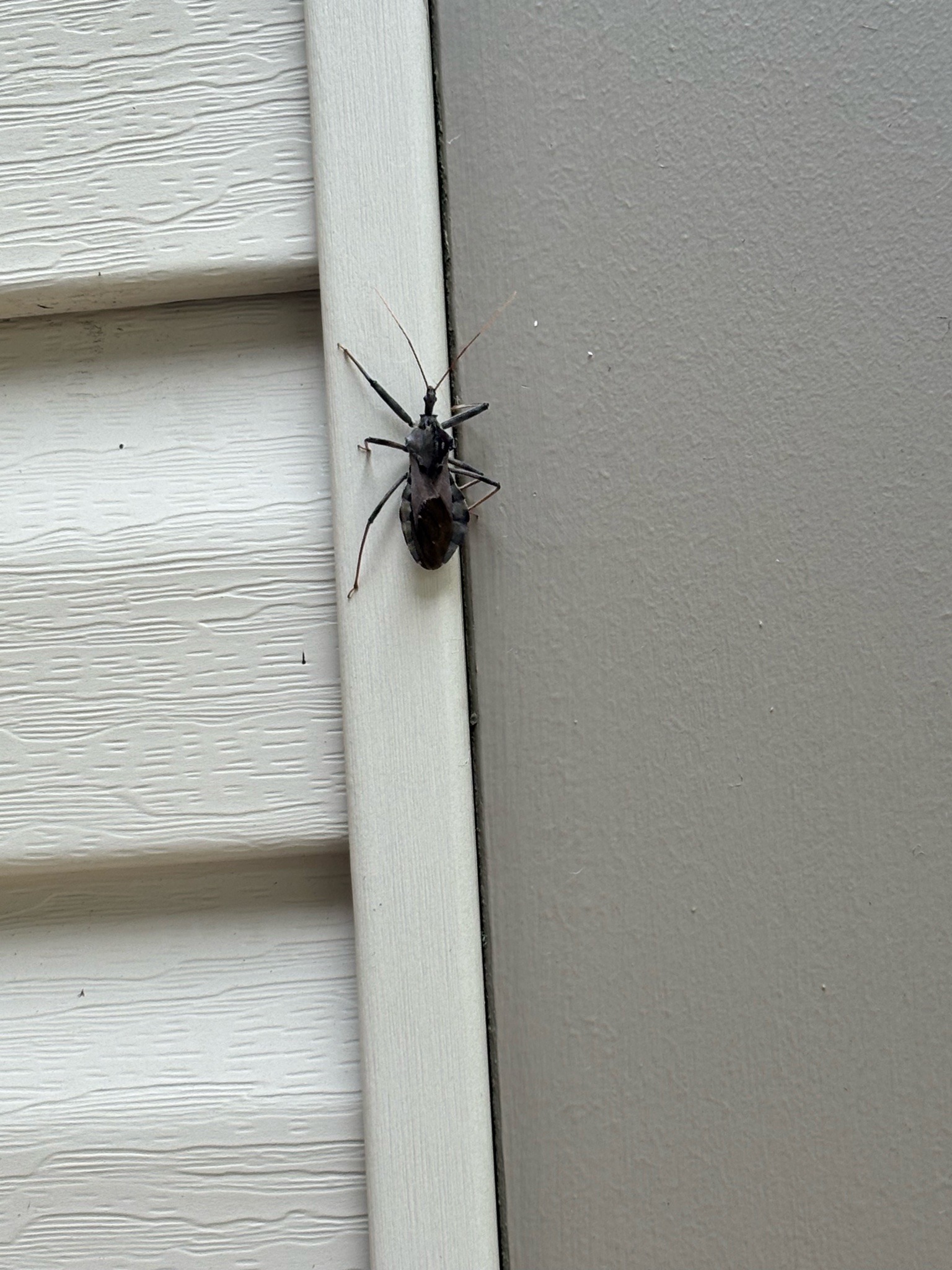 Western conifer seed bug